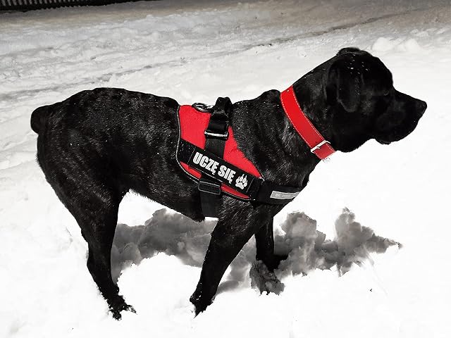 Foto 5 de 7 de Luminous Shop compatible con Julius-K9 - Adhesivo de autoadherente para arnés para perros