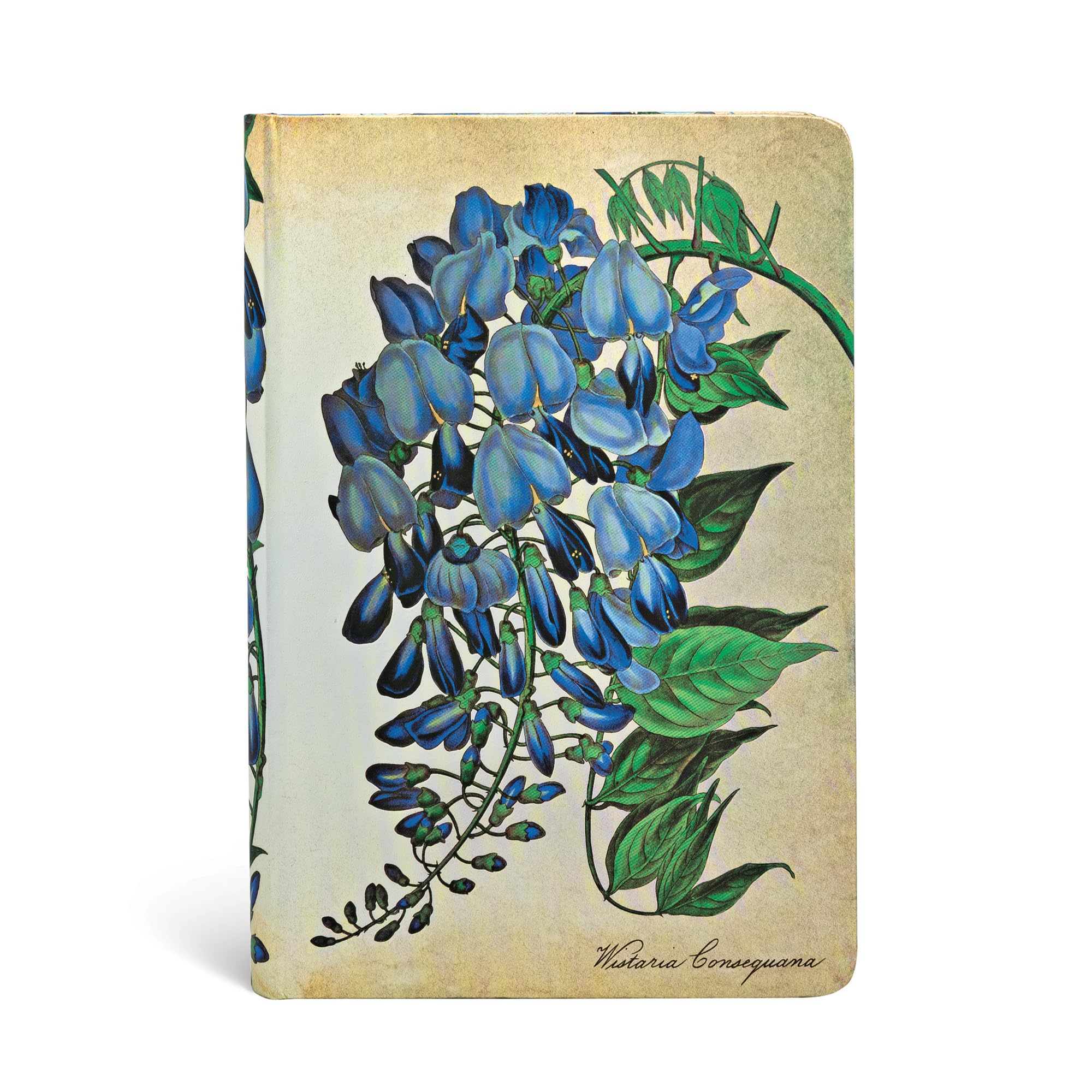 Hardcover Journals, Blooming Wisteria, Unlined (Painted Botanicals): Unlined Mini