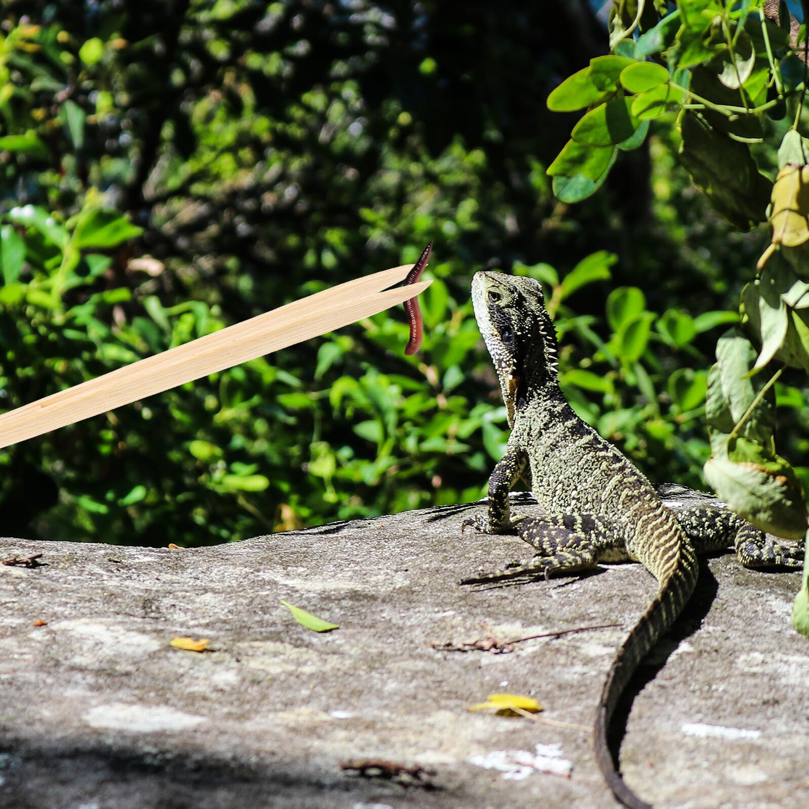 Pince Bambou pour Nourrir Reptiles Pince Nourrissage Sécurisée et Réutilisable pour Lézards Serpents et Tortues Outil Alimentation Écologique et Pratique
