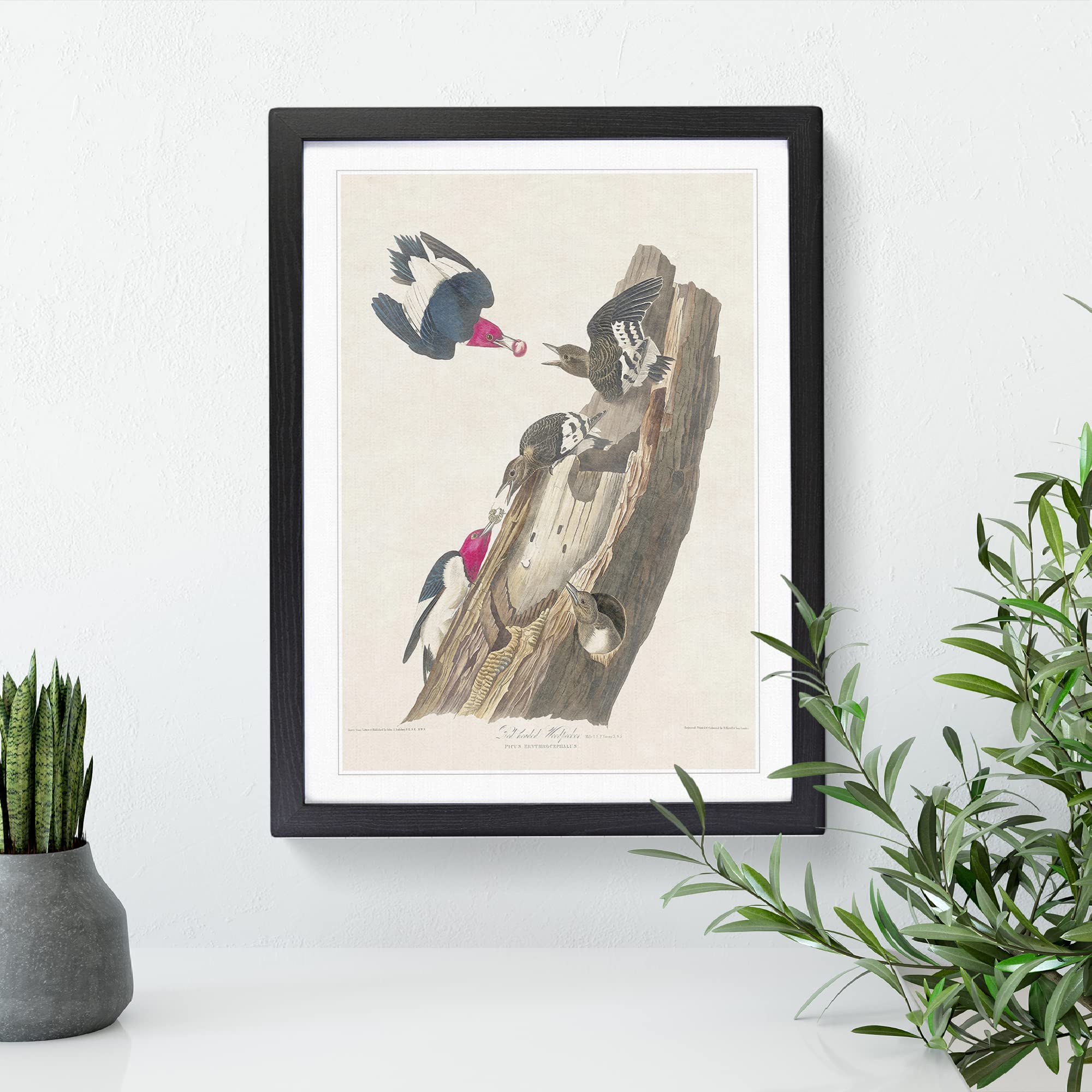 Red Headed Woodpeckers By John James Audubon Vintage Framed Wall Art Print - Image 3
