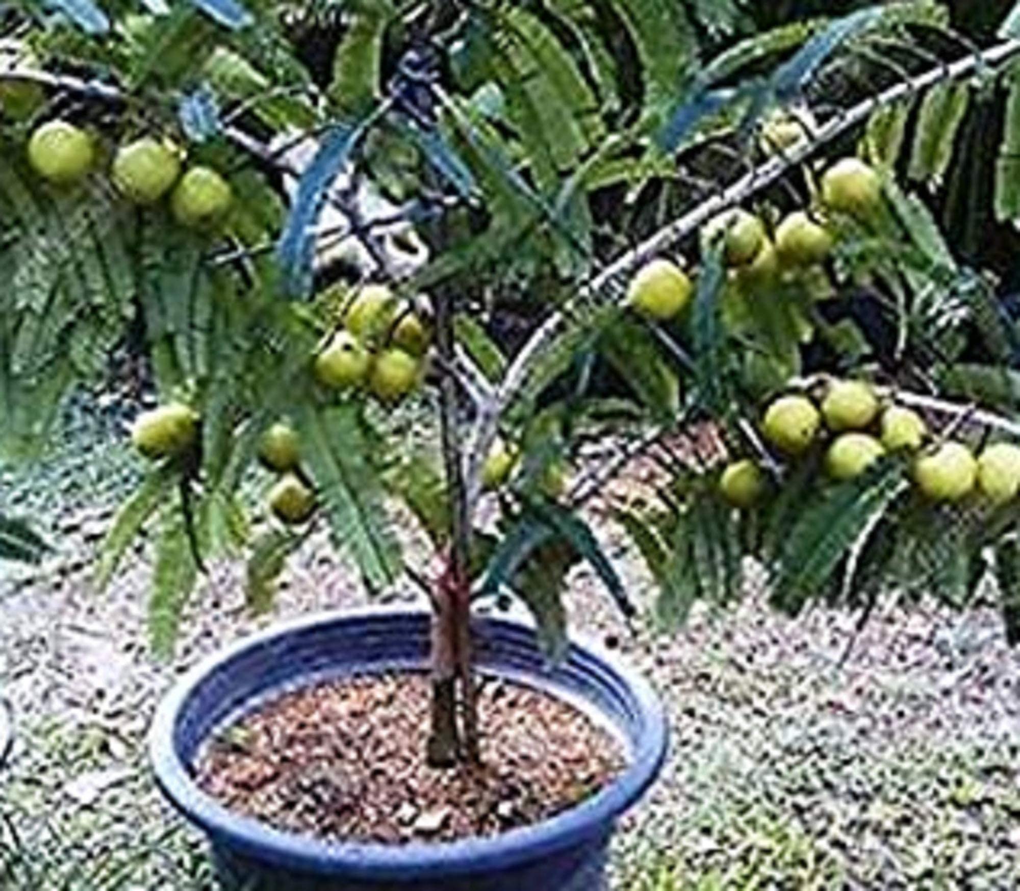 SS Naturals- Amla Seeds, Indian Gooseberry, Nelli, Phyllanthus Emblica Seeds -100 Seeds for Growing (B08GCZWDBC) Amazon Price History, Amazon Price Tracker