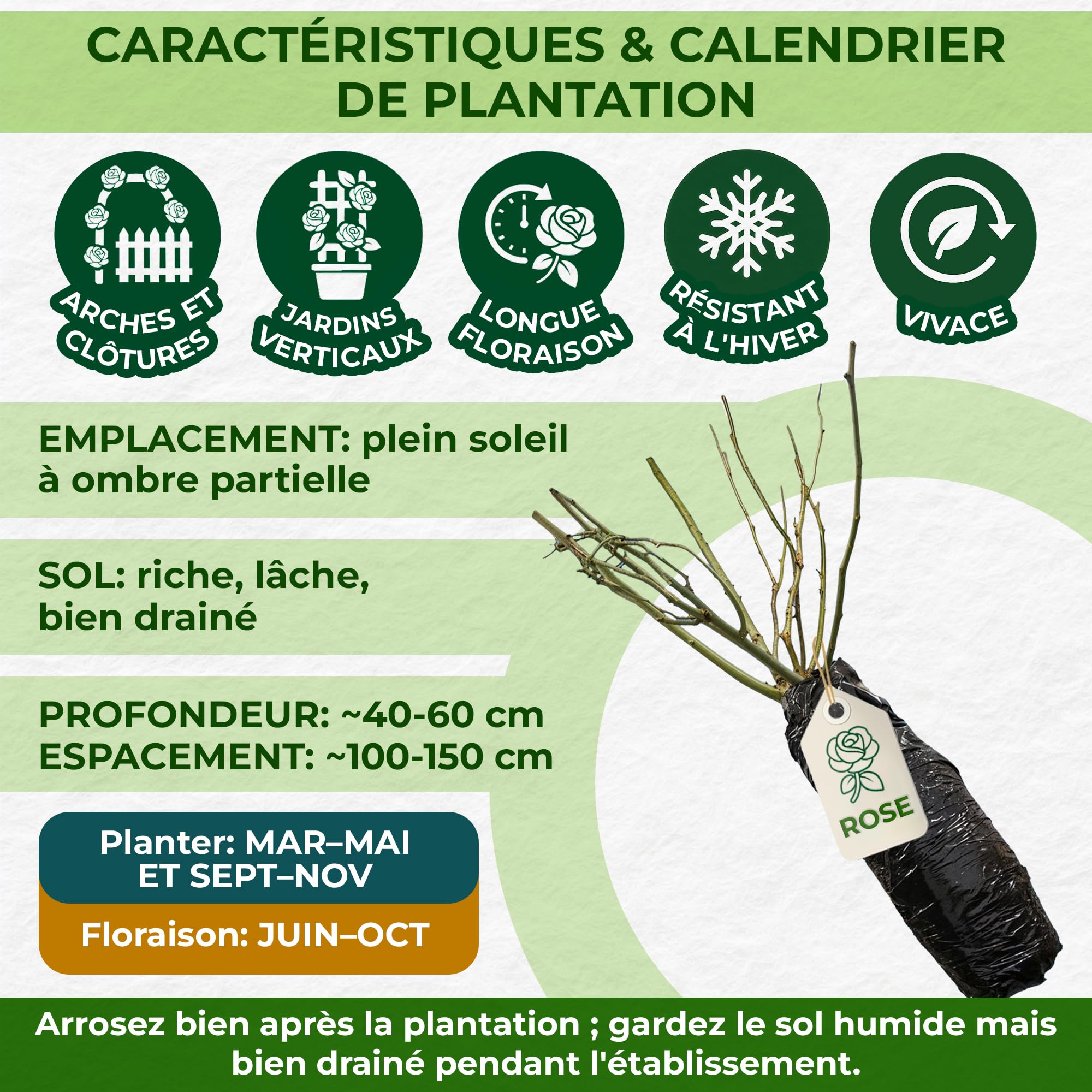 Rose Crème Vivaces Résistantes Plantes de Hollande à Planter Exterieur 1 Plante