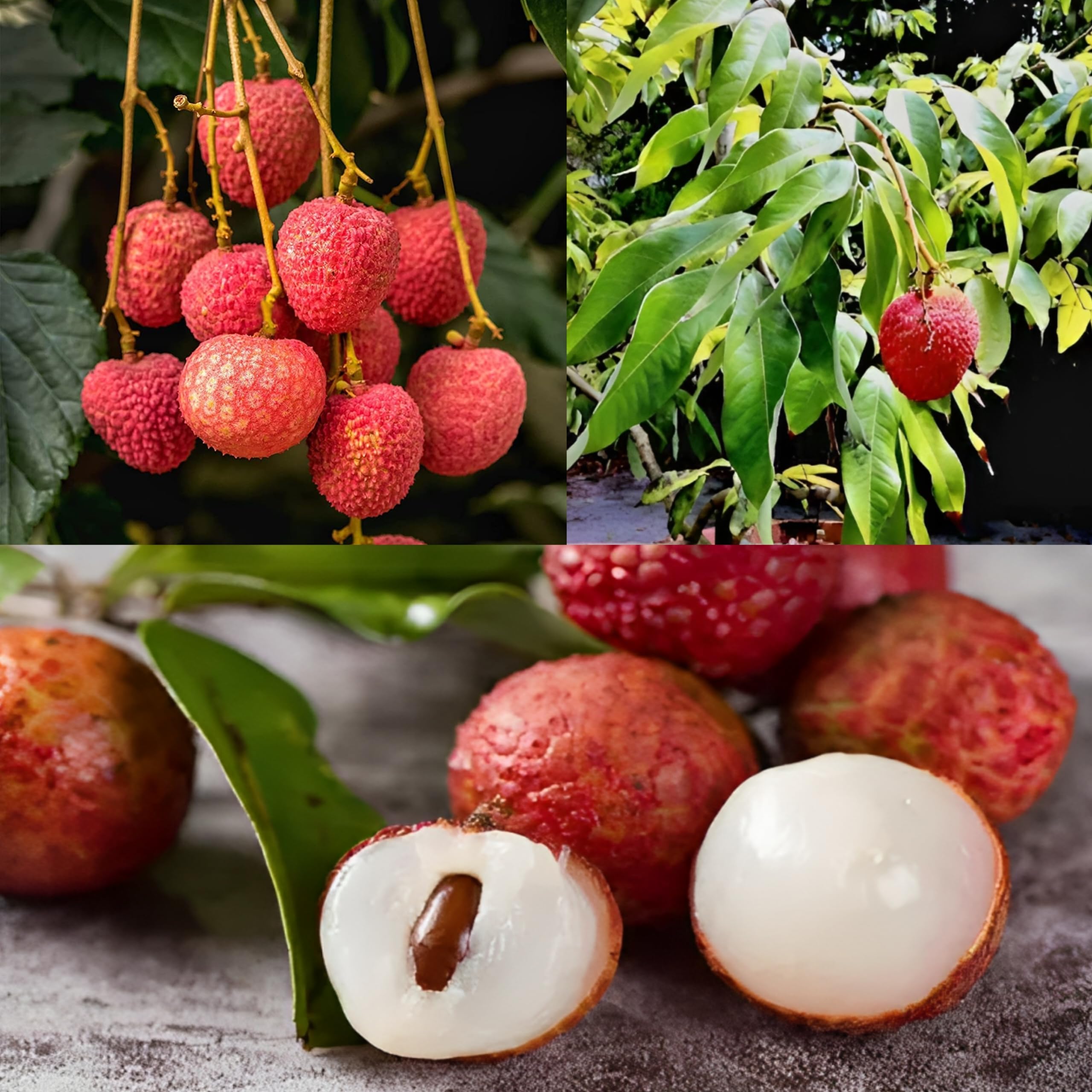 Pyanabi Combo 2 "Late Seedless Litchi "Grafted Hybrid - Healthy Live Super Yielding Early Fruting Late Seedless Litchi Fruit Plant1.5 -.2 Feet Height Live Plant For Home Garden (B0CG6P2YW9) Amazon Price History, Amazon Price Tracker