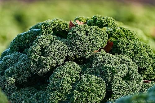 Miniatura 7 de Semillas de col rizada Tipo arbusto de hoja vegetal de col verde para plantar semillas gigantes sin OMG 200