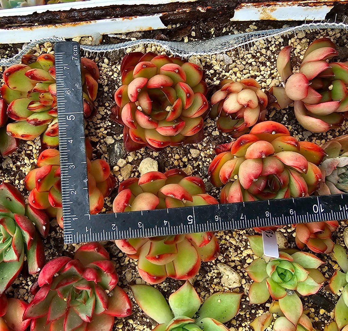 多肉植物 エケベリア モラン 韓国苗 抜き苗 カット苗 約4.5cm 多肉植物 エケベリア モラン 韓国苗 抜き苗 カット苗 約4.5cm
