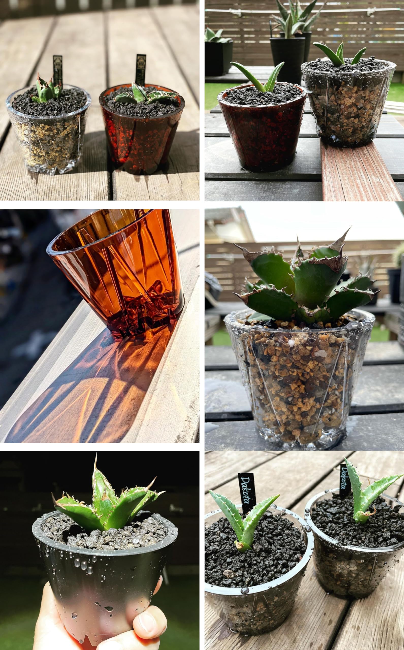 植物・ランタンなどのテーブル　アガベ　塊根植物 アガベ・塊根植物におすすめ！】Lim iron craftのミニ植物棚をご