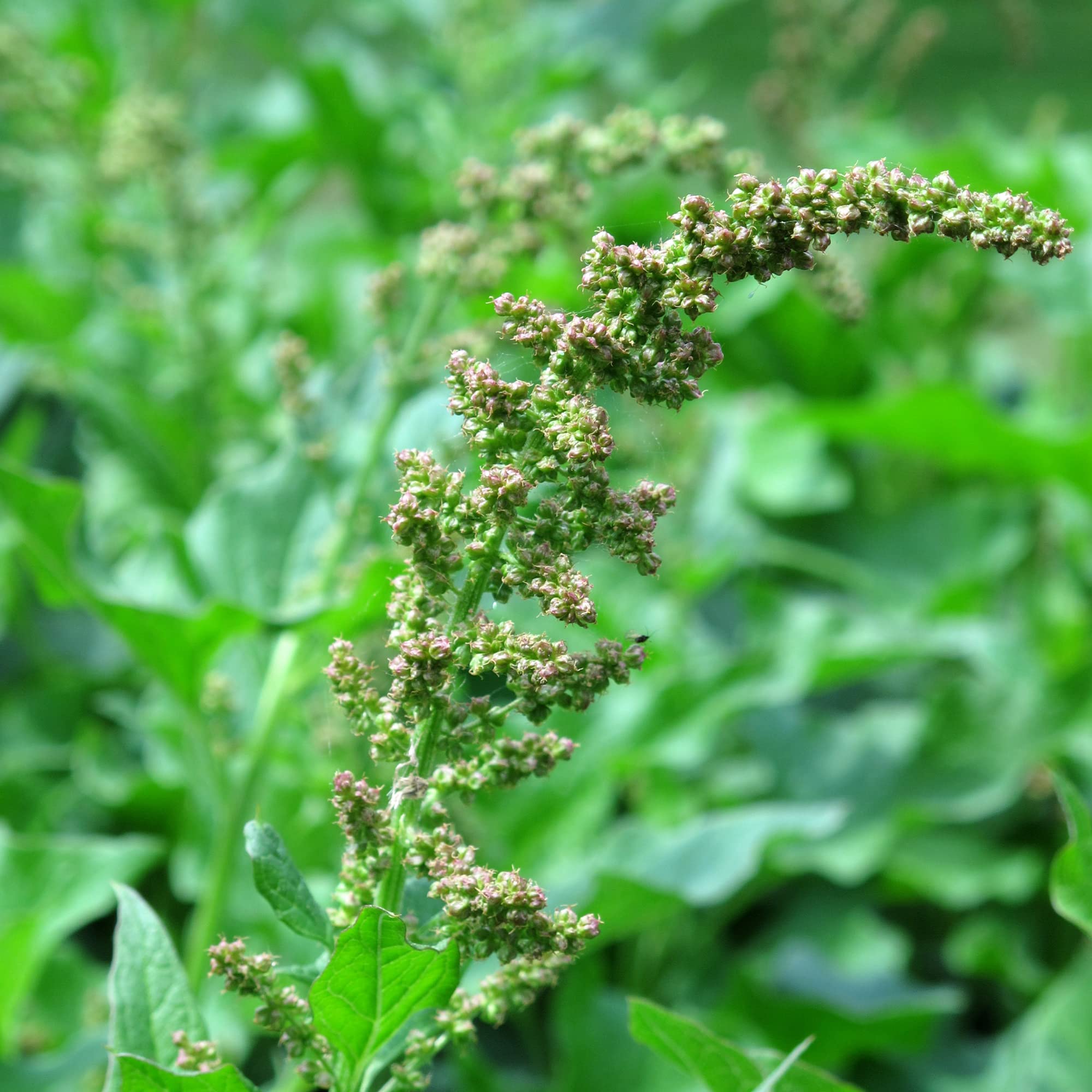 Good Henry (Chenopodium bonus-henricus) 200 nasion Dziki szpinak