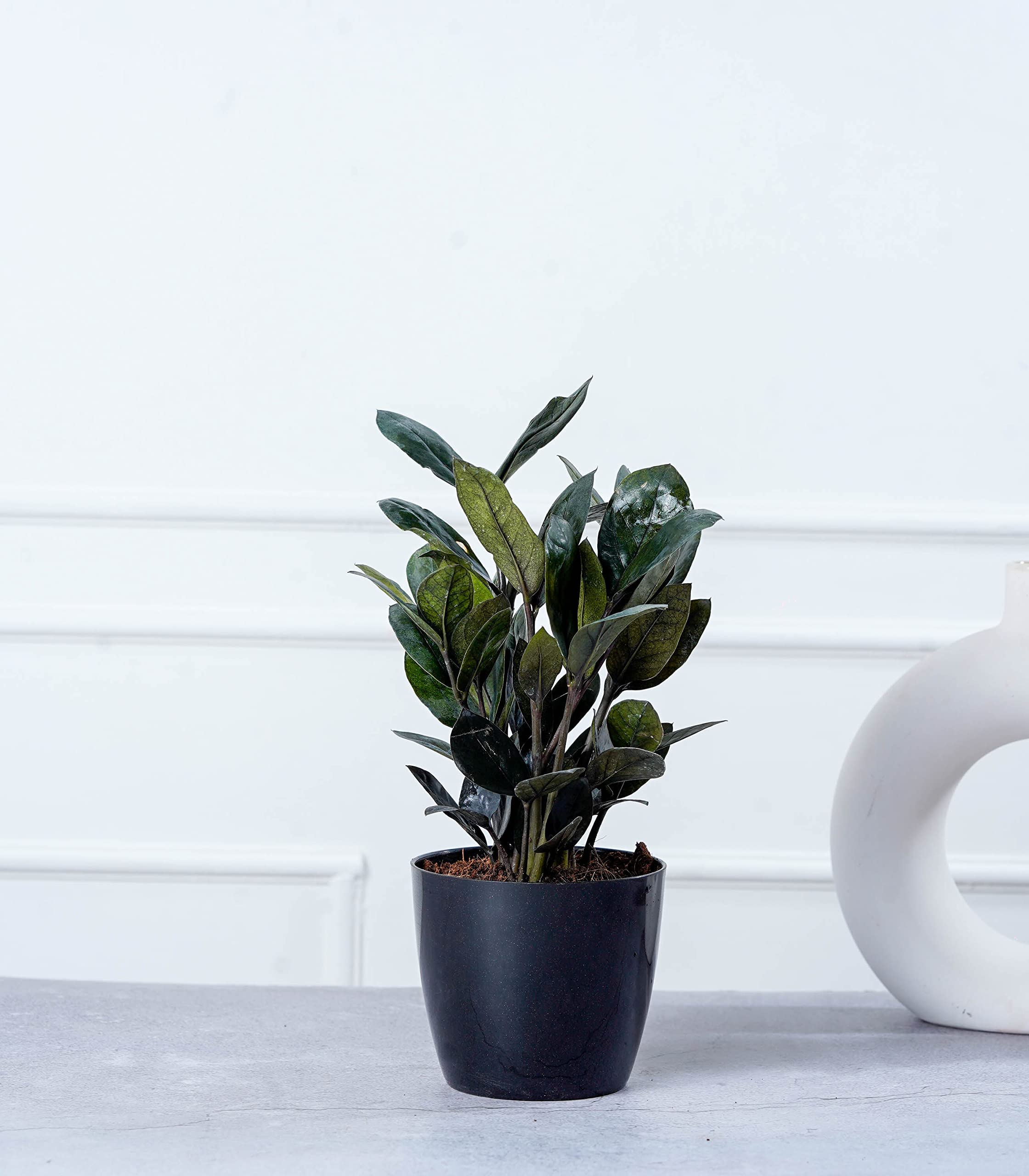 Nurturing Green® ZZ Raven Plant (Black) in Plastic Black Pot for Indoor | Living Room and Home Decor | Living Room Plants | Indoor Plants