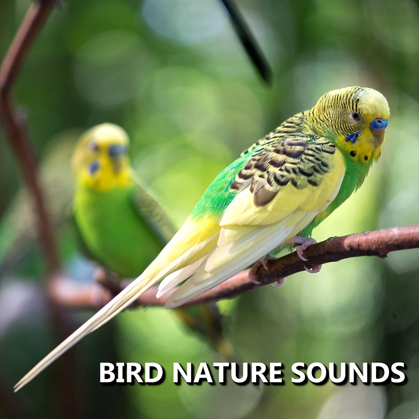 Bird Sounds