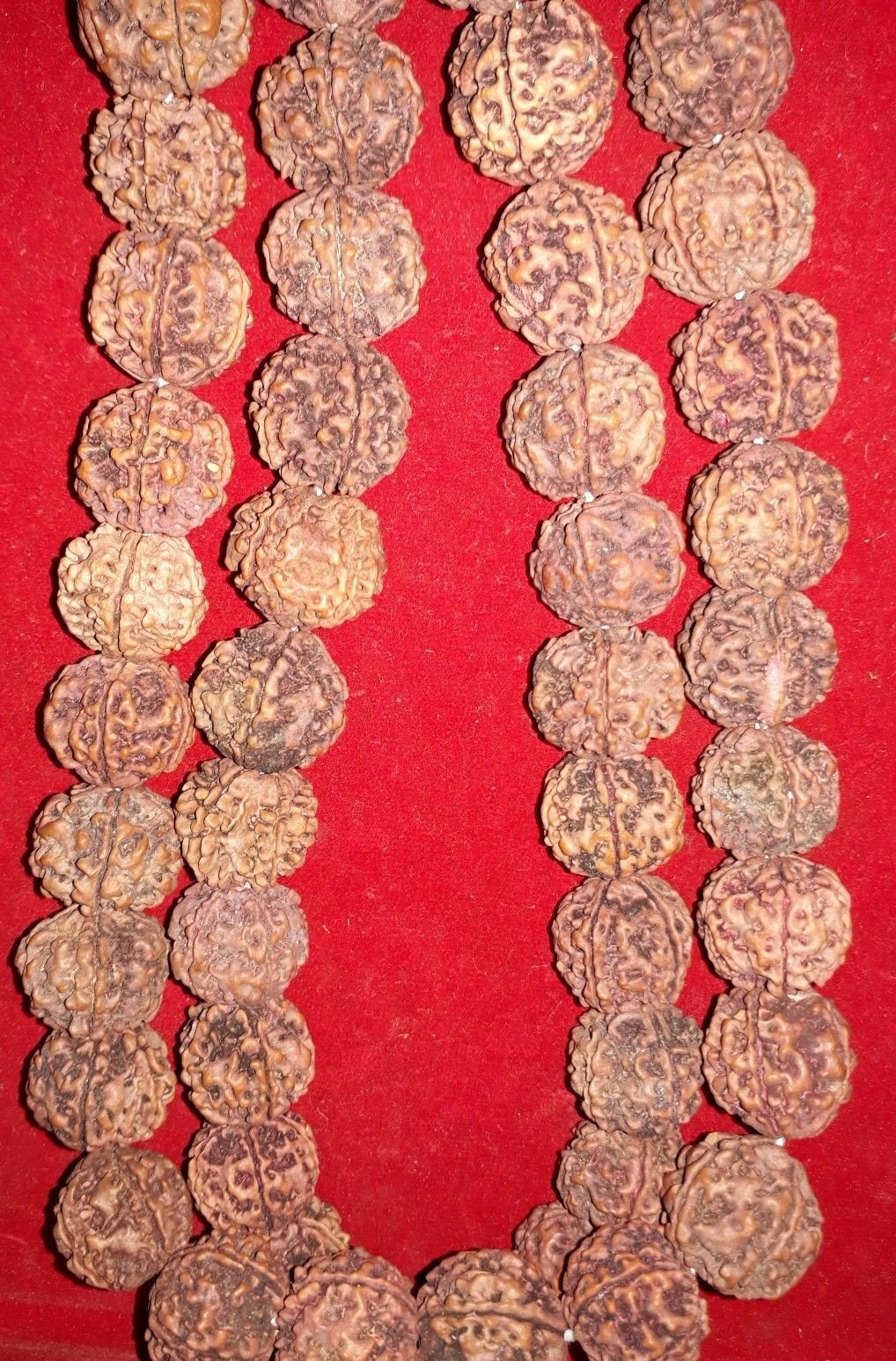 Dimraj TradersRudraksha Kantha 18-20mm Approx.54 Beads Kantha 5 Faced/Mukhi 100% Natural