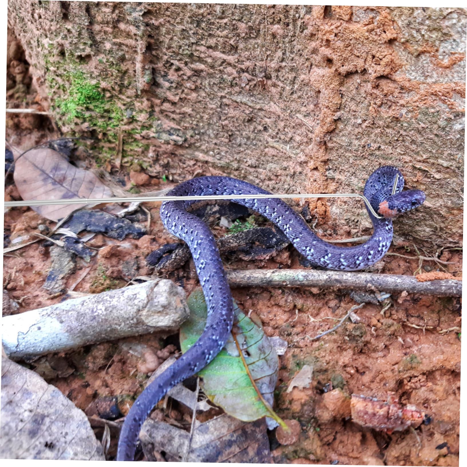POPETPOP Gancio Per Serpenti Regolabile - Acciaio Inox, Professionale Per Rettili, Pieghevole - Foto 14