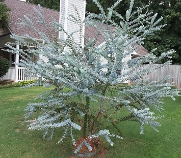 Silver Leaved Mountain Gum 40 Seeds