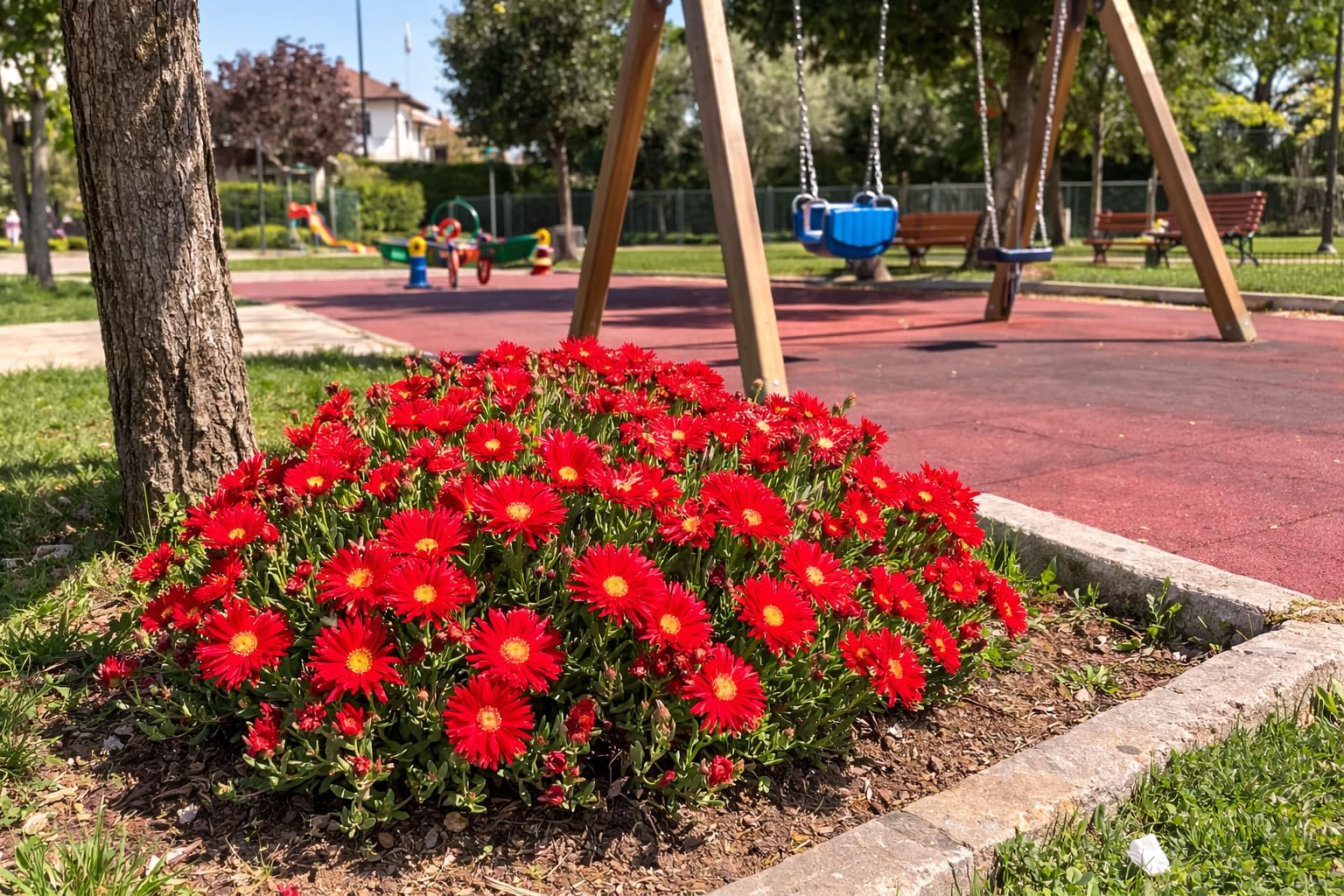 POWERS TO FLOWERS - MESEMBRIANTEMO ROSSO, VASO 14CM, 2PIANTE, piante vere