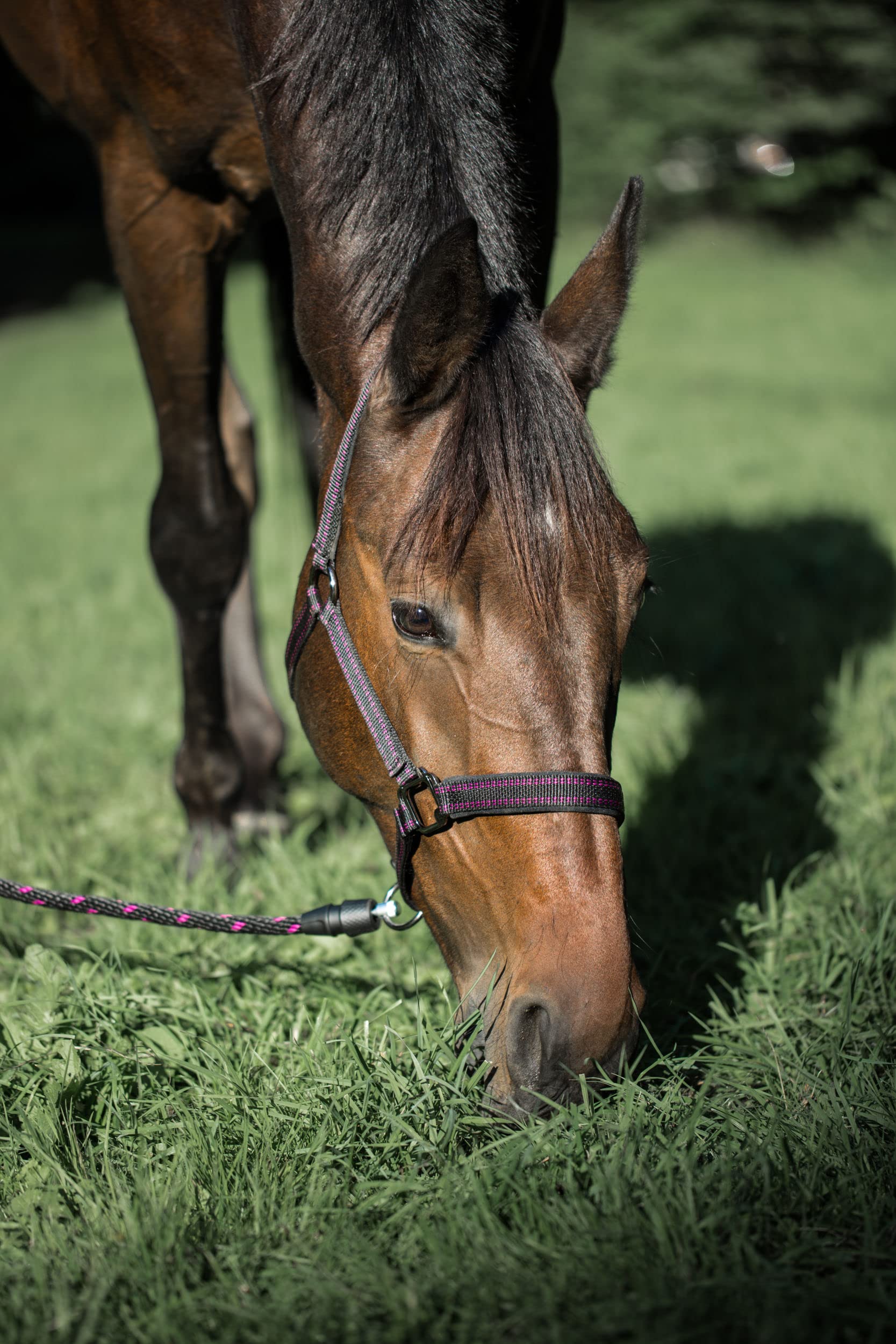 Licol Cheval pour système Goleygo Noir/Fuchsia Full