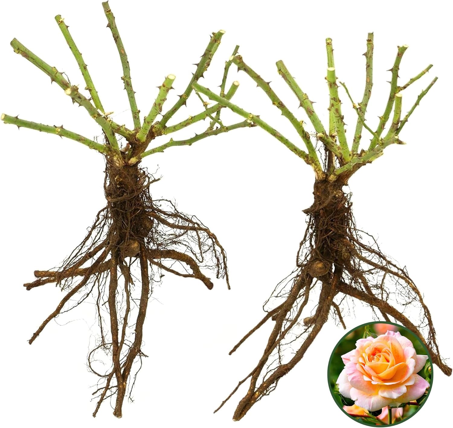 Bareroot Helen Hayes Hybrid Tea Rose - Live Summer Blooming Rose for Gardens and Floral Arrangements - Grows Upto 3-4.5' x 2-4' - Garden Roses w/Mild Fragrance (2 Count)
