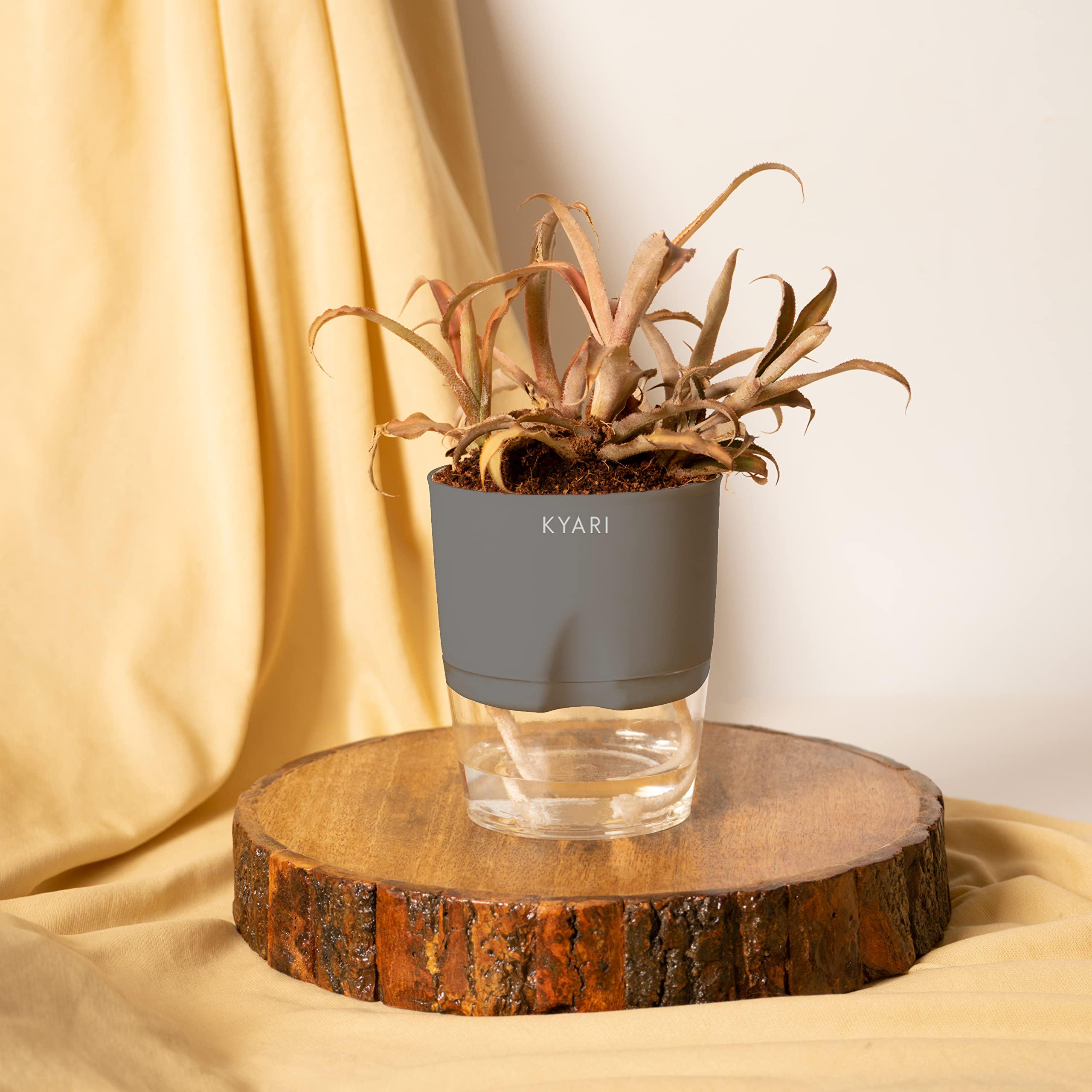 KYARI Cryptanthus Indoor Plants for Living Room | Live Plants | Plants with Grey Self Watering Pot for Home | Air purifier plants | Plants for Home Decor | Plants for Garden & bedroom (B0BM5RTHMD) Amazon Price History, Amazon Price Tracker