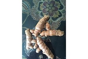 6 Live Turmeric Roots, Ready to Go Seeds for Planting in Pots...