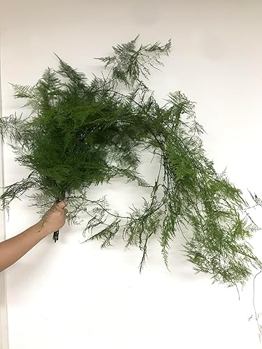 Miniatura 6 de 10 espárragos frescos cortados hojas verdes, arreglo floral hidropónico, regalos para decoración del hogar, cumpleaños, aniversarios, curación,