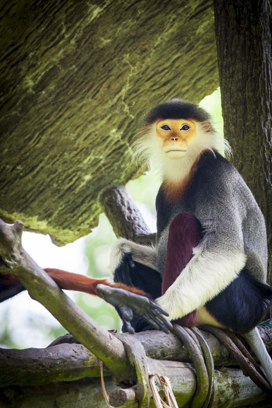 Douc Langur Monkey Journal: 150 page lined notebook/diary