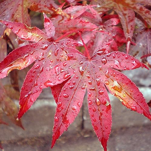 Miniatura 6 de YEGAOL Garden - Semillas de arce japonés Acer Palmatum, arbusto de hoja caduca o árbol pequeño, planta ornamental en jardines, parques al aire