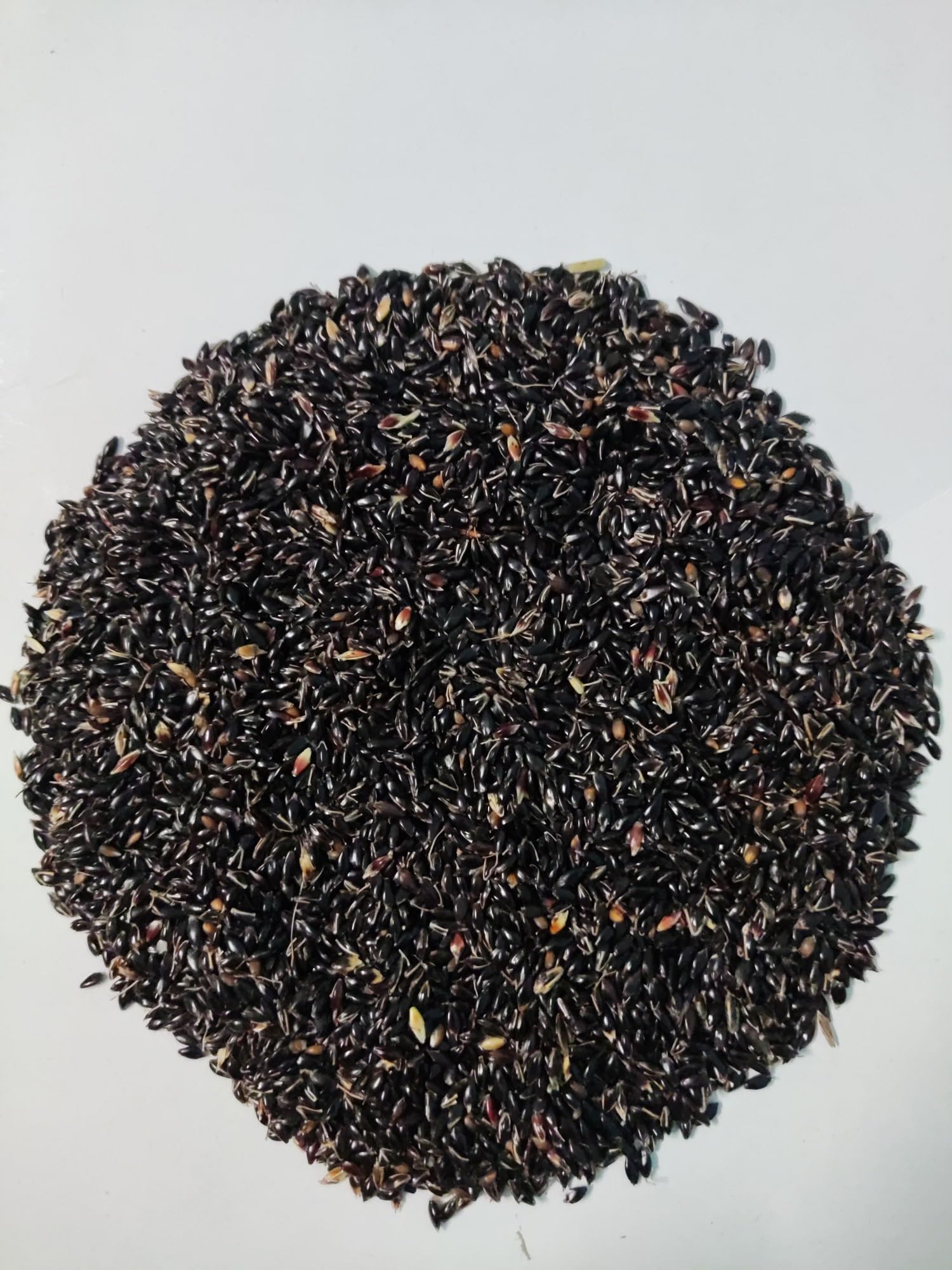 EasySeeds™ Super Napier Grass Seeds 250gm (Pack of Approx. 10000 Seeds) (B0C2WB19CY) Amazon Price History, Amazon Price Tracker