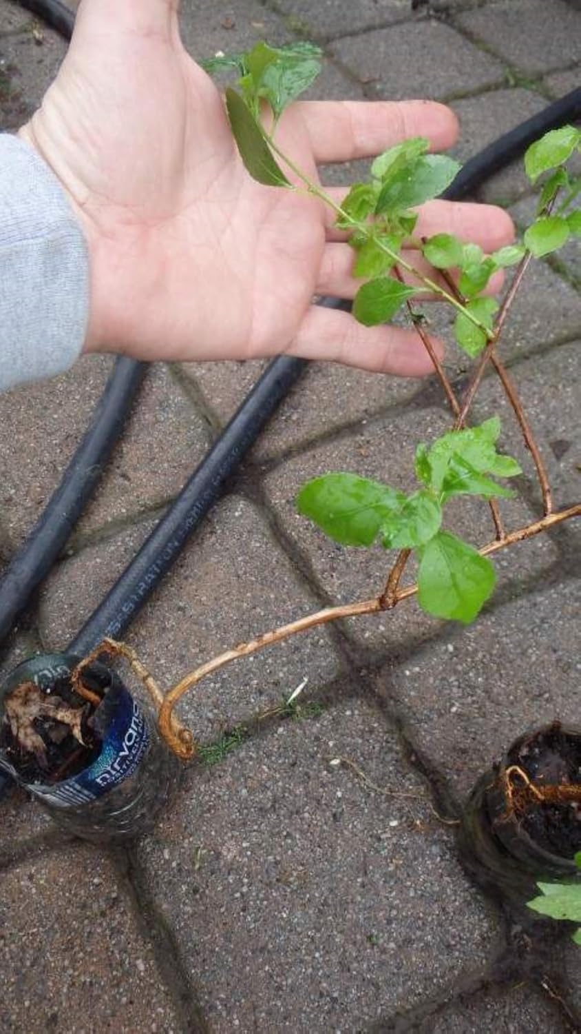 One Live Rooted Plant of Bittersweet 1 Year Old, Sent bareroot, unsexed (Celastrus scandens)