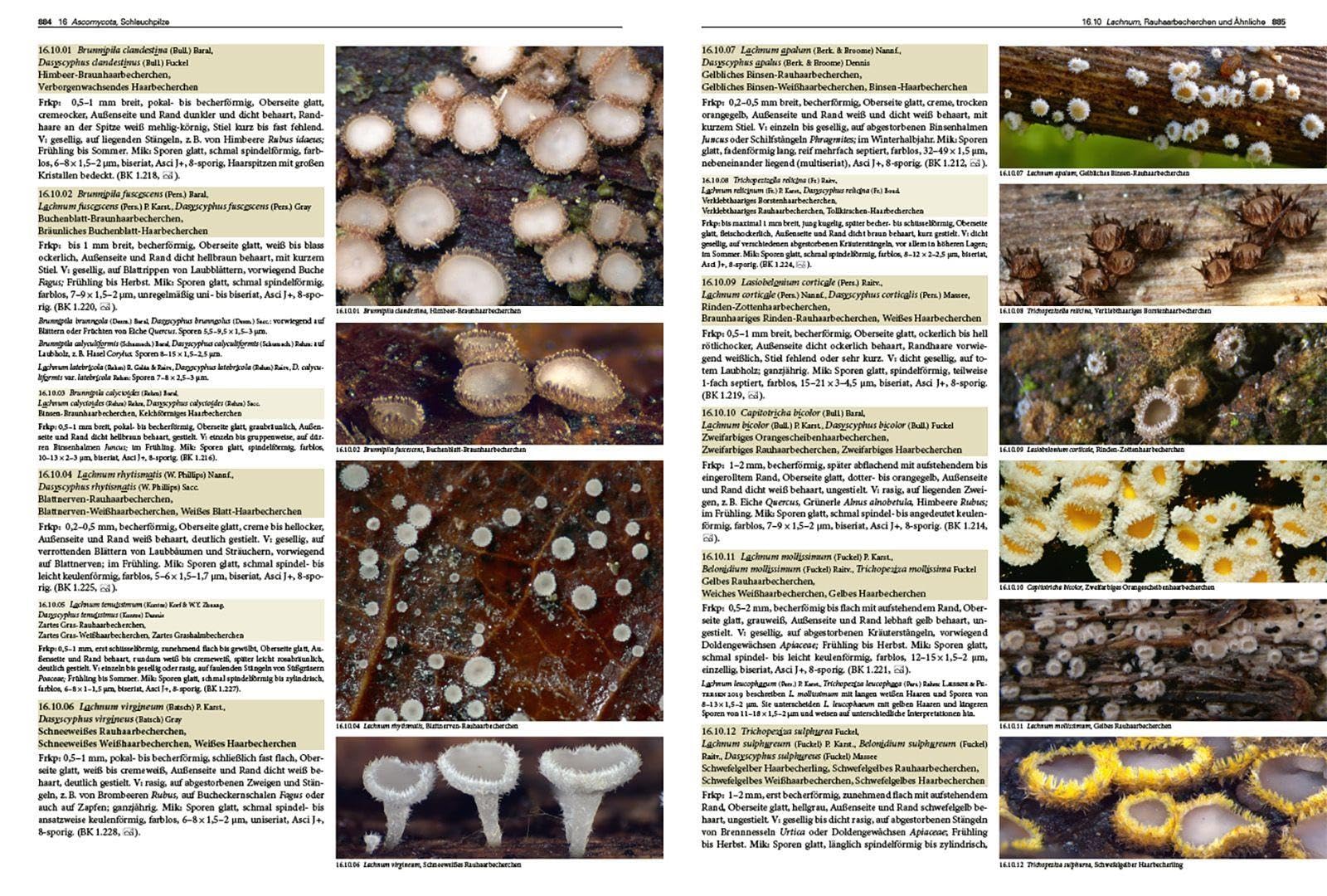 Pilze Mitteleuropas: 3800 Pilzarten schrittweise bestimmen. 2400 Farbfotos, 220 Illustrationen und 220 Mikrozeichnungen