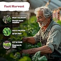 Vista 4 de KVITER 400 semillas de espinaca Bloomsdale (Spinacia oleracea) — Sin OMG y autóctonas, tolerantes al calor, corte y regrese — Semillas de vegetales