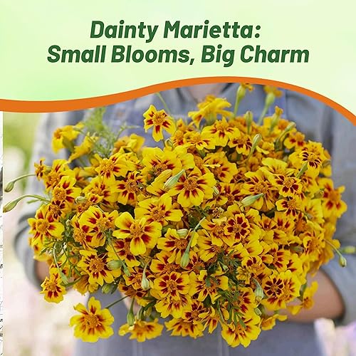 Miniatura 6 de Outsidepride 500 semillas anuales Tagetes Patula francesa caléndula delicadas flores de jardín Marietta para plantar