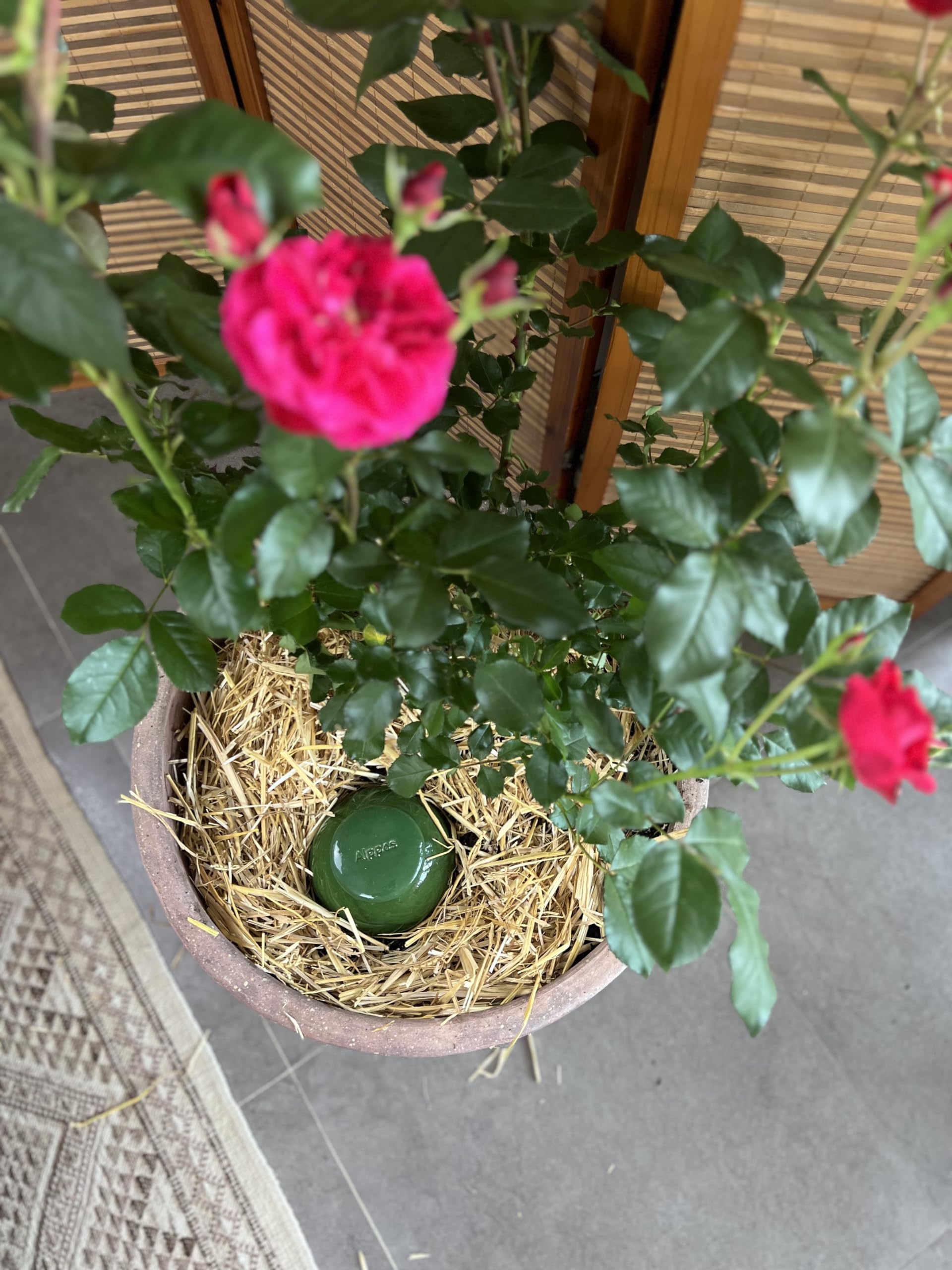 2 Oyas à Planter 0,8 Litre Vert en Terre Cuite avec Couvercle - ollas pour Plante intérieure et extérieure - Goutte à Goutte par capilarité