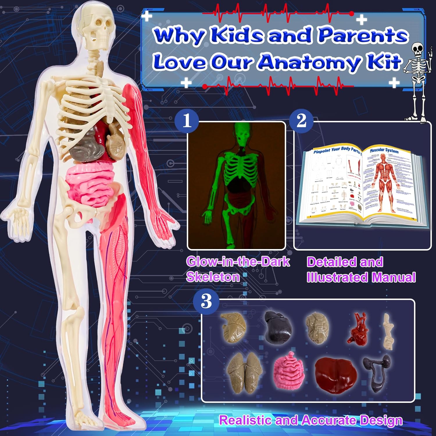 YOFUN Human Body Skeleton Model Kits for Kids,Interactive Anatomy Science Kit – Removable Muscles, Organs,Bones,STEM Educational Toys for Boys and Girls Aged 6+ - Image 2