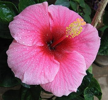 Hawaiian Exotic Pink Hibiscus Cutting 4 Pk K4r