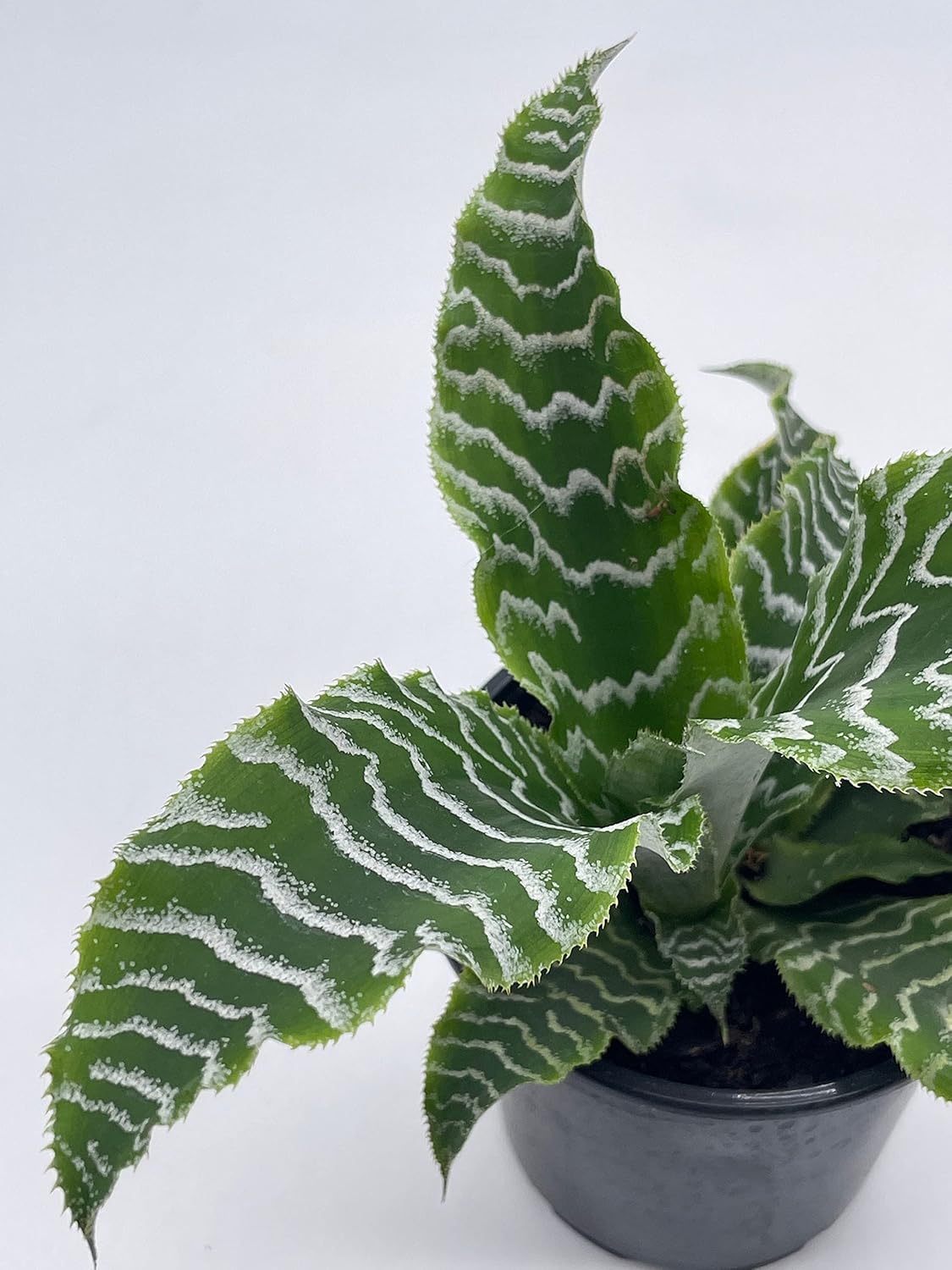 BubbleBlooms Cryptanthus Fosterianus in a 4 inch Pot Zebra Earth Star