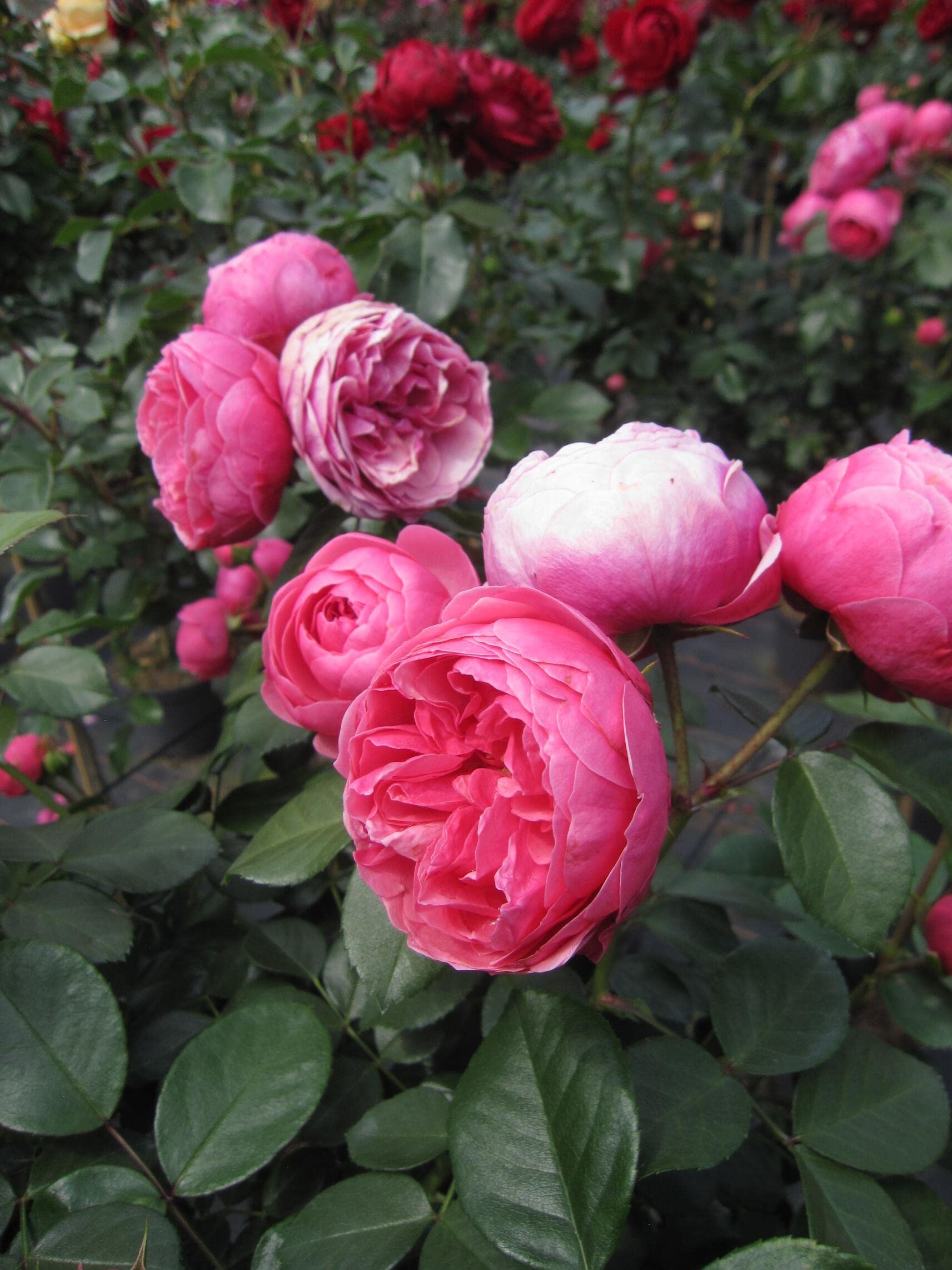 Stammrose Pomponella - ADR-Rose - Nostalgie-Rose - Kordes-Rose - Märchenrose