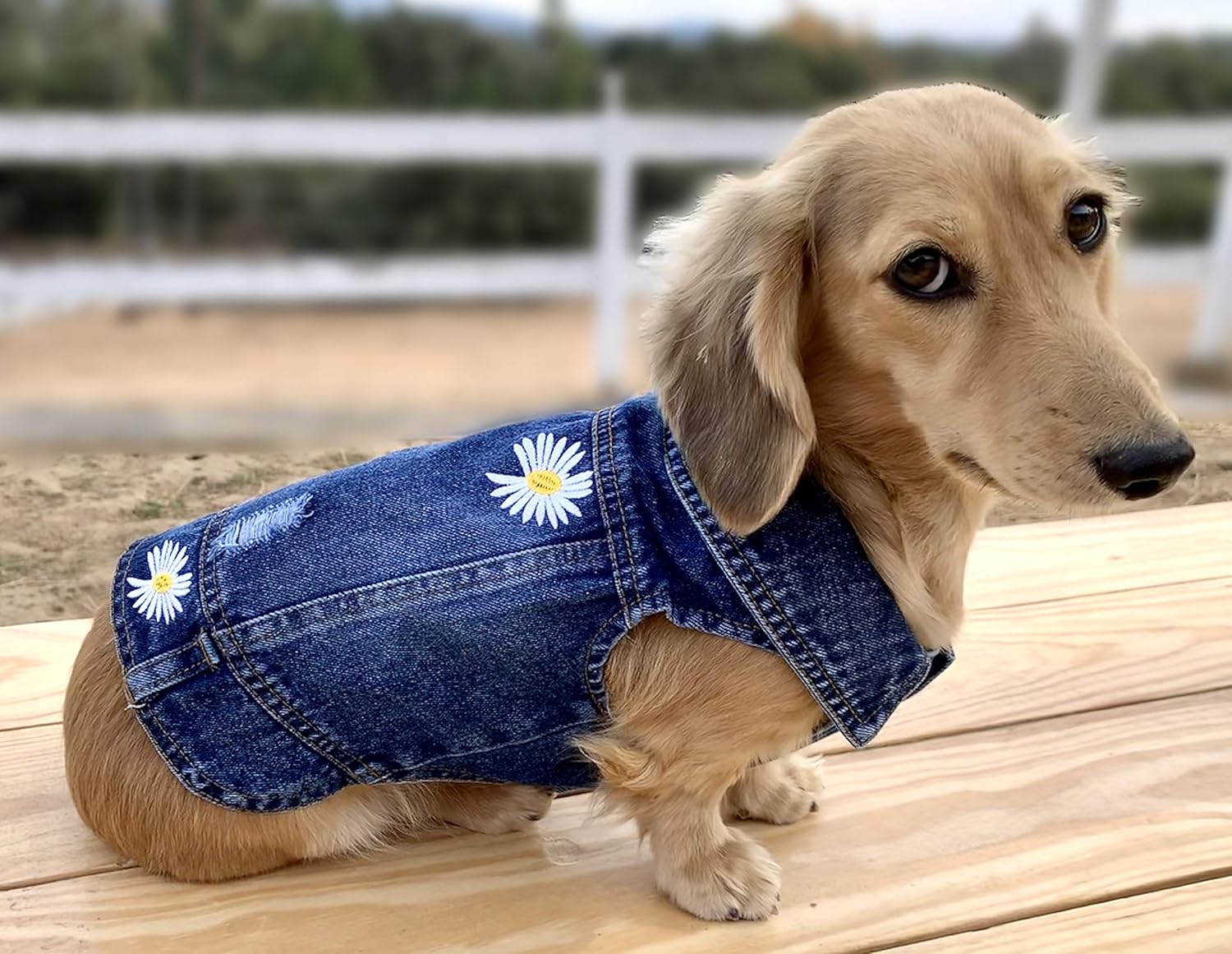 dachshund sweater amazon