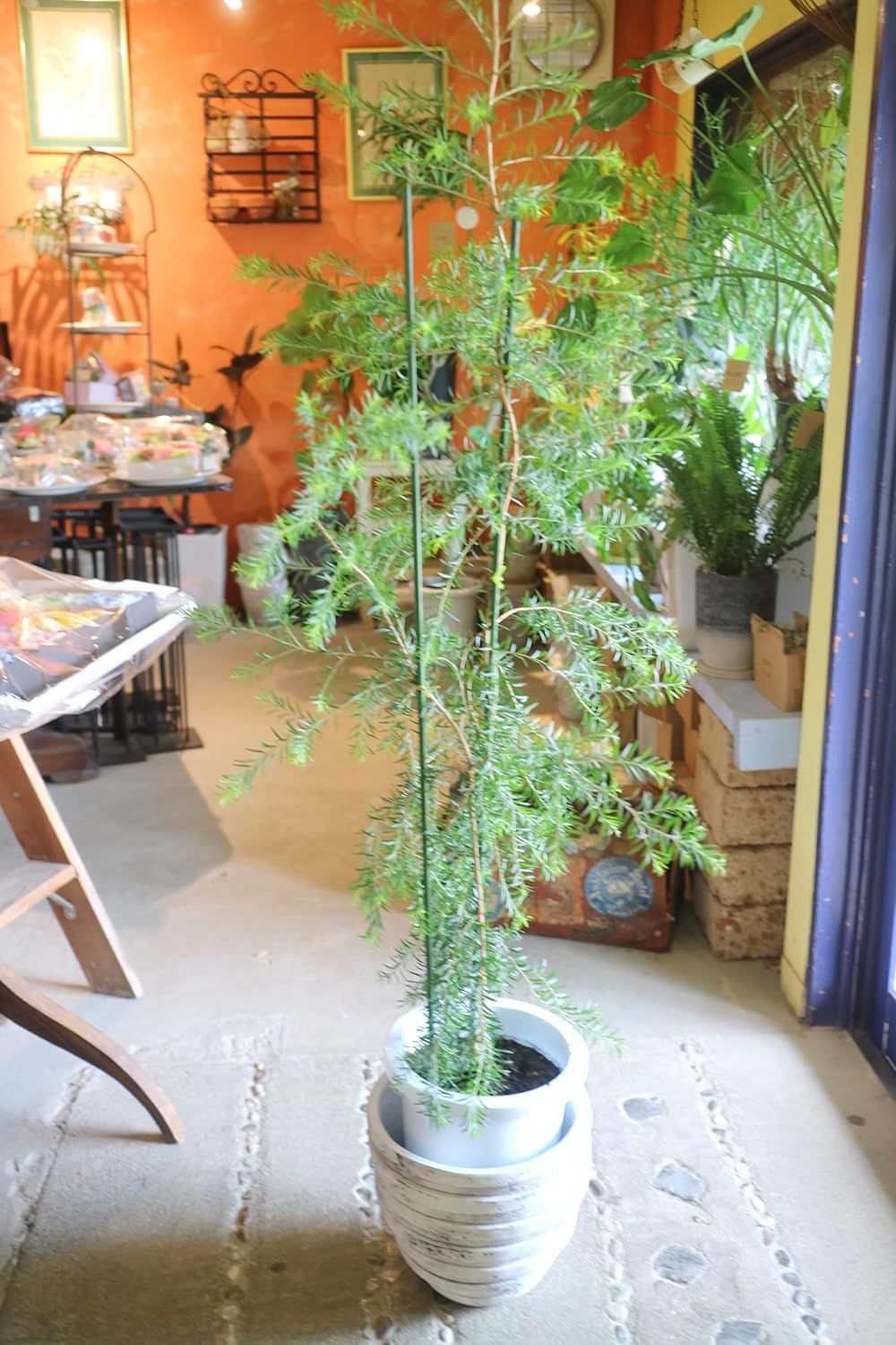 マルベリー（桑の実）の苗木10本セット 大きさ（大） ／農薬不使用