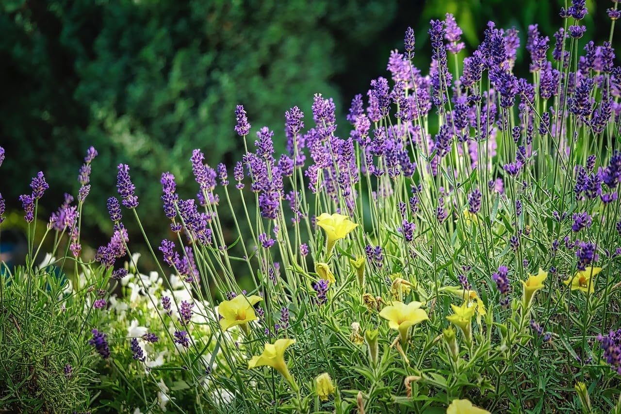 MRS Mélange de fleurs de jardins parfumés - 250 g pour 125 m² - Belles fleurs aux parfums délicieux - Attire les insectes utiles