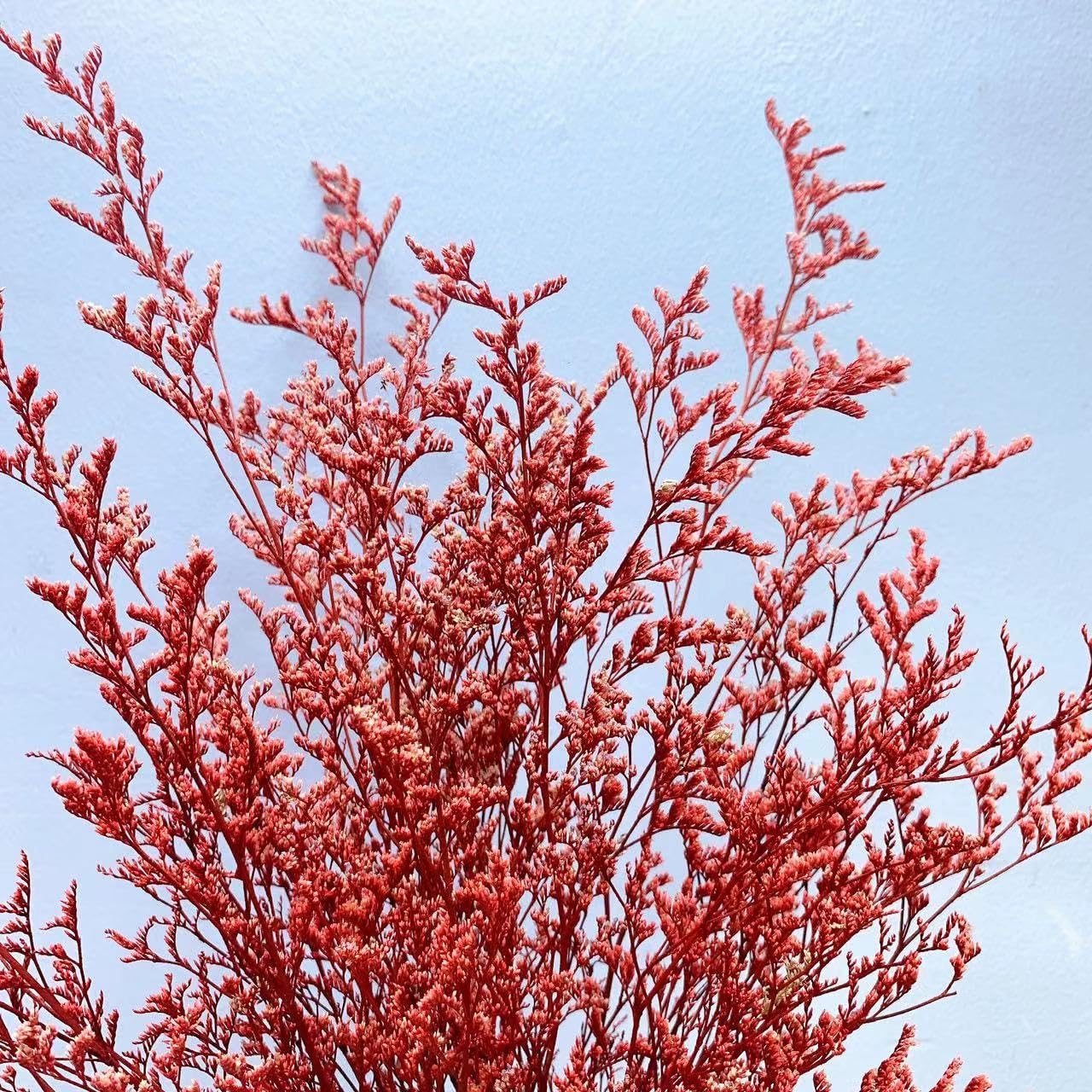 Valentine Grass Dried Palm Leaves Limonium Red Dried Pampas Grass Pampas Grass Decor