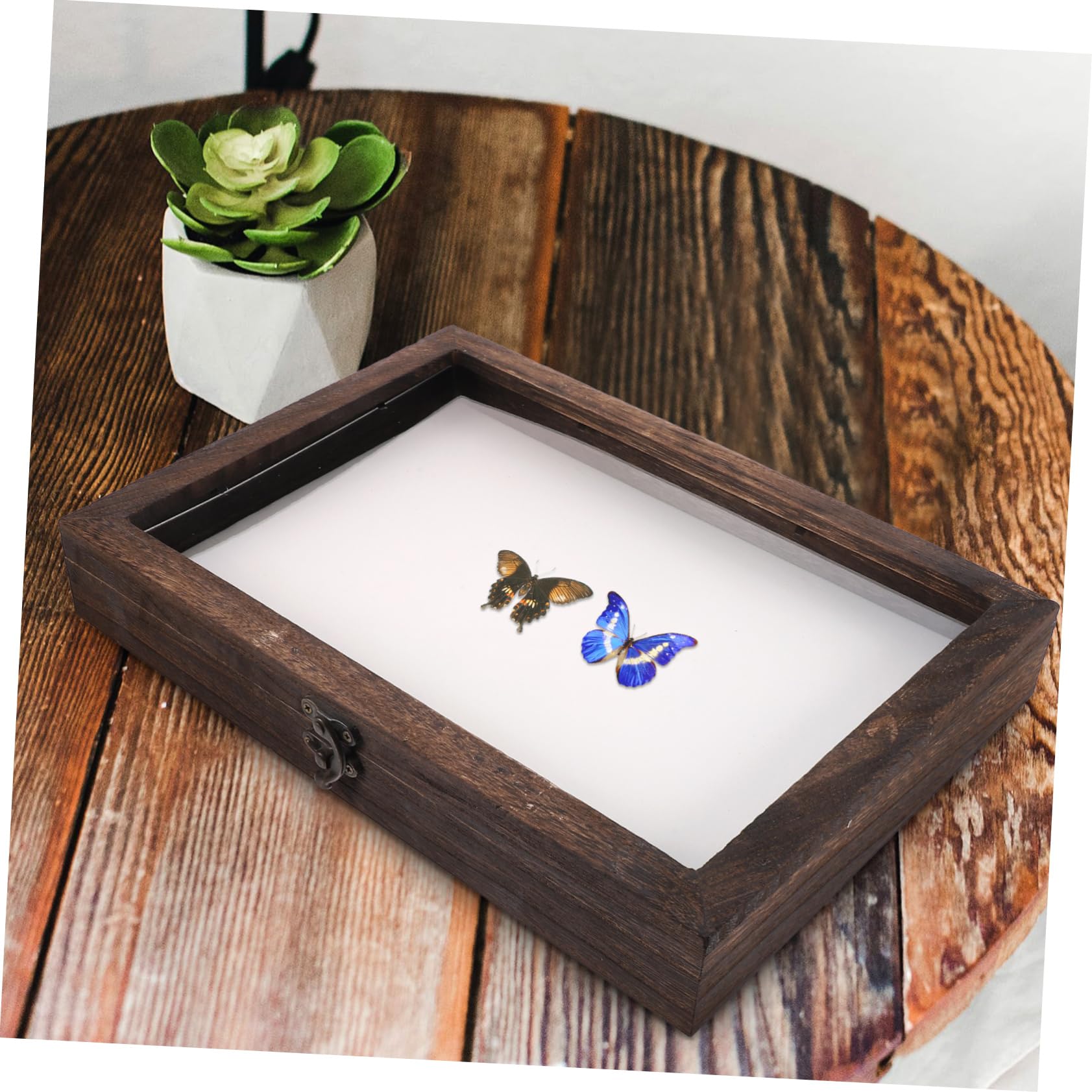 ERINGOGO Boîte De Présentation En Bois Avec Couvercle Transparent 31X8.66X1.85 Pouces Vitrine Pour Cadre De Rangement De Spécimens D'Insectes Et Pour Collection Et Affichage