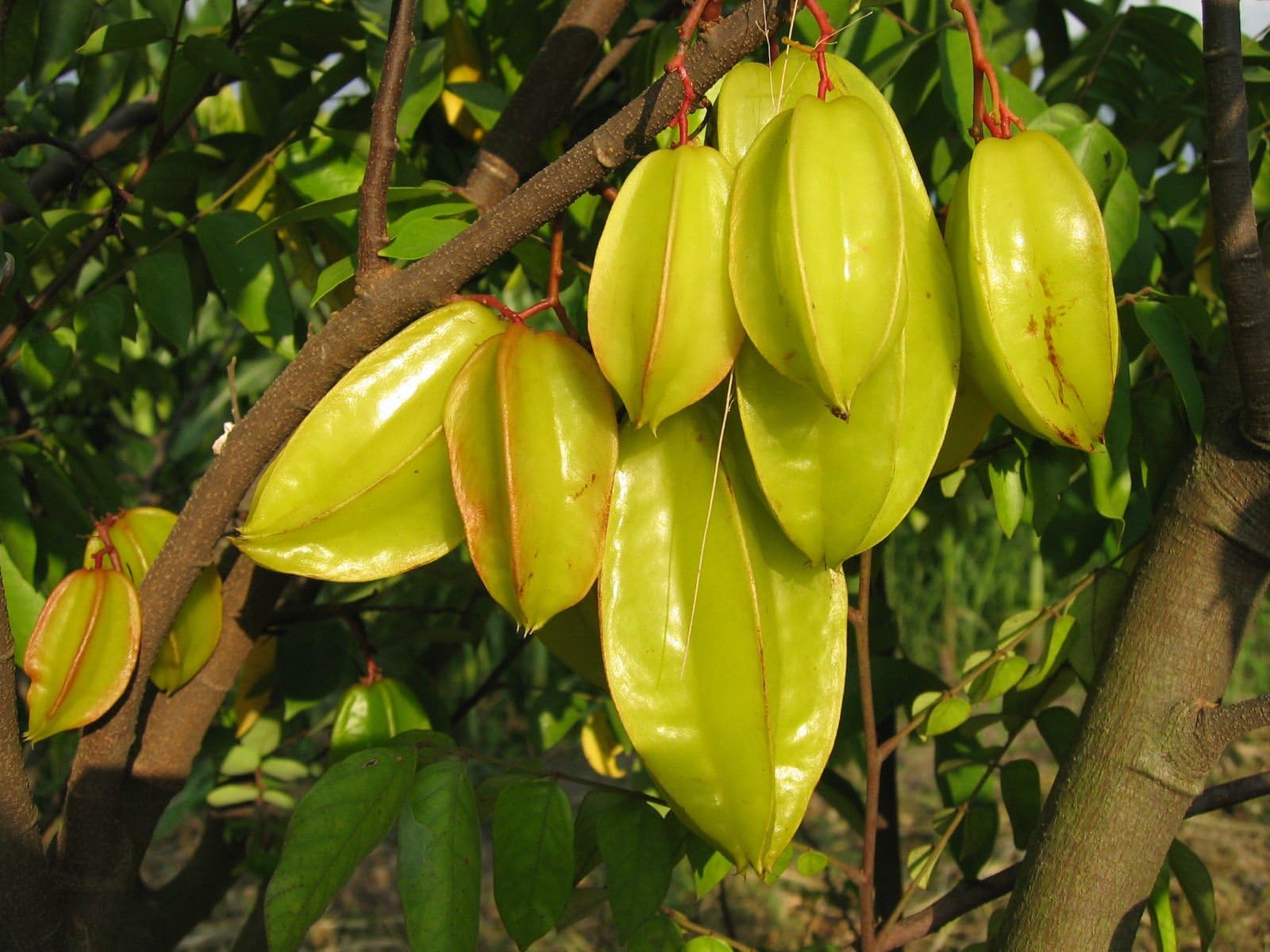 Star Fruit Averrhoa Carambola 12 Seeds