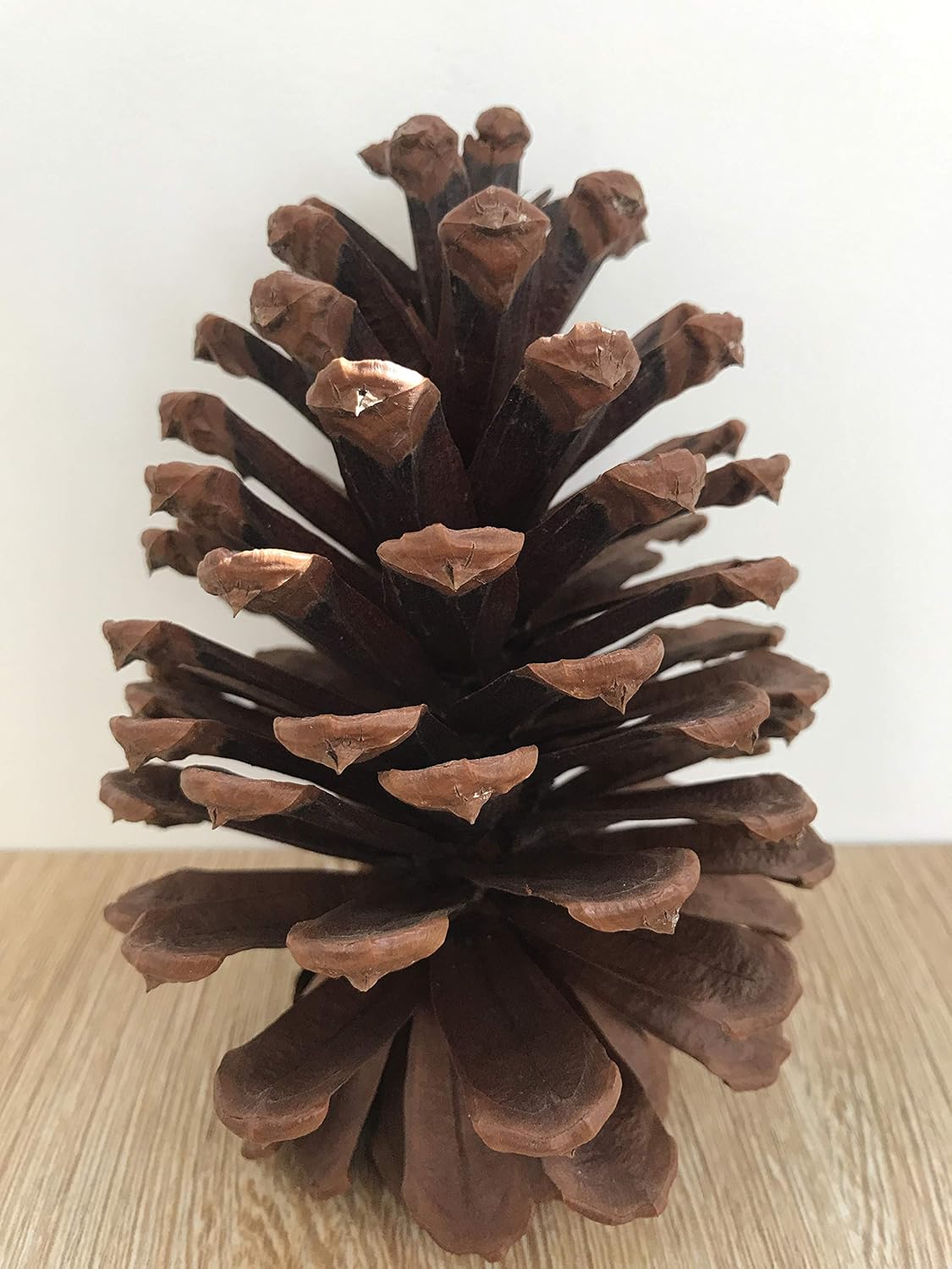 DKKRRNT PineCones Tall Bulk Package All Natural,Real Preserved Pine Cones Big Pinecones and Perfect Natural Pine Cones for Christmas Hanging Ornaments Bowl Vase Fillers (4.3-5.9 in(12pcs))