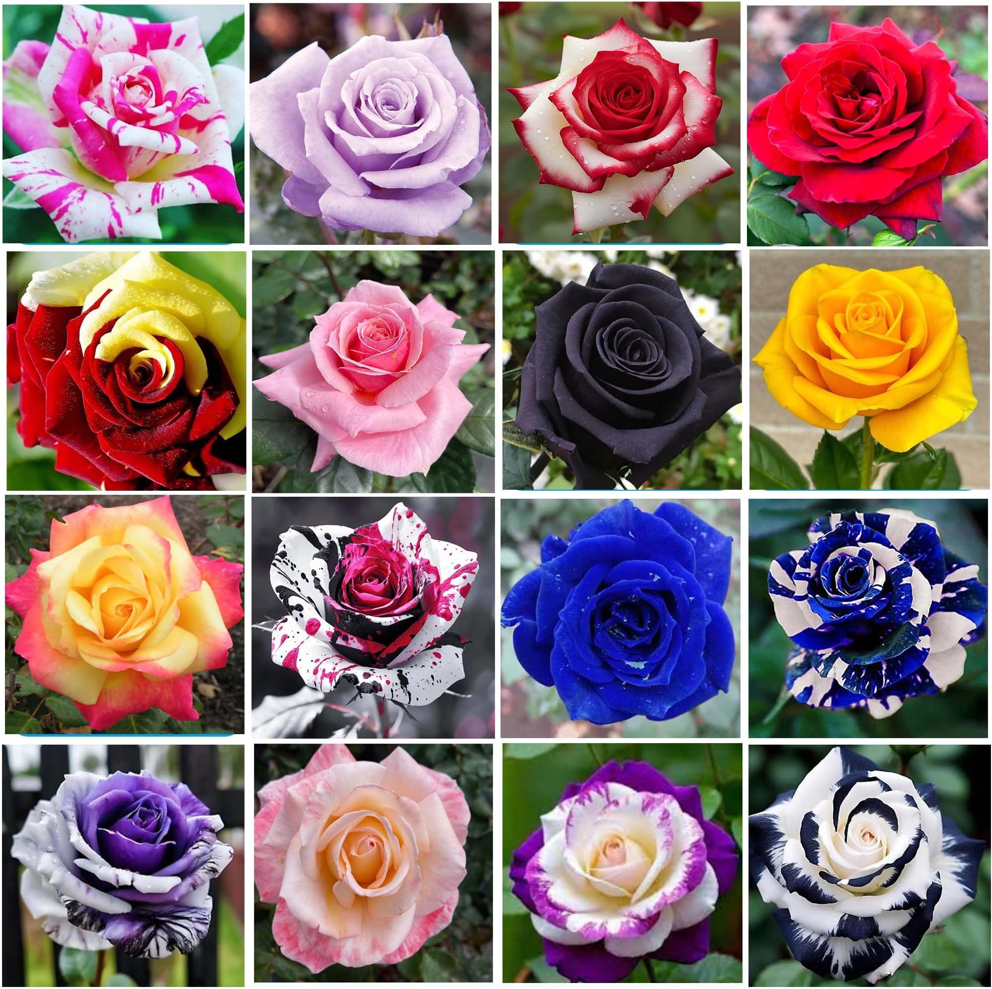 400+ Rose Seeds for Planting Flower Perennial Rare Rose Seeds Non-GMO Heirloom Flower Garden Home Great Gardening Gifts