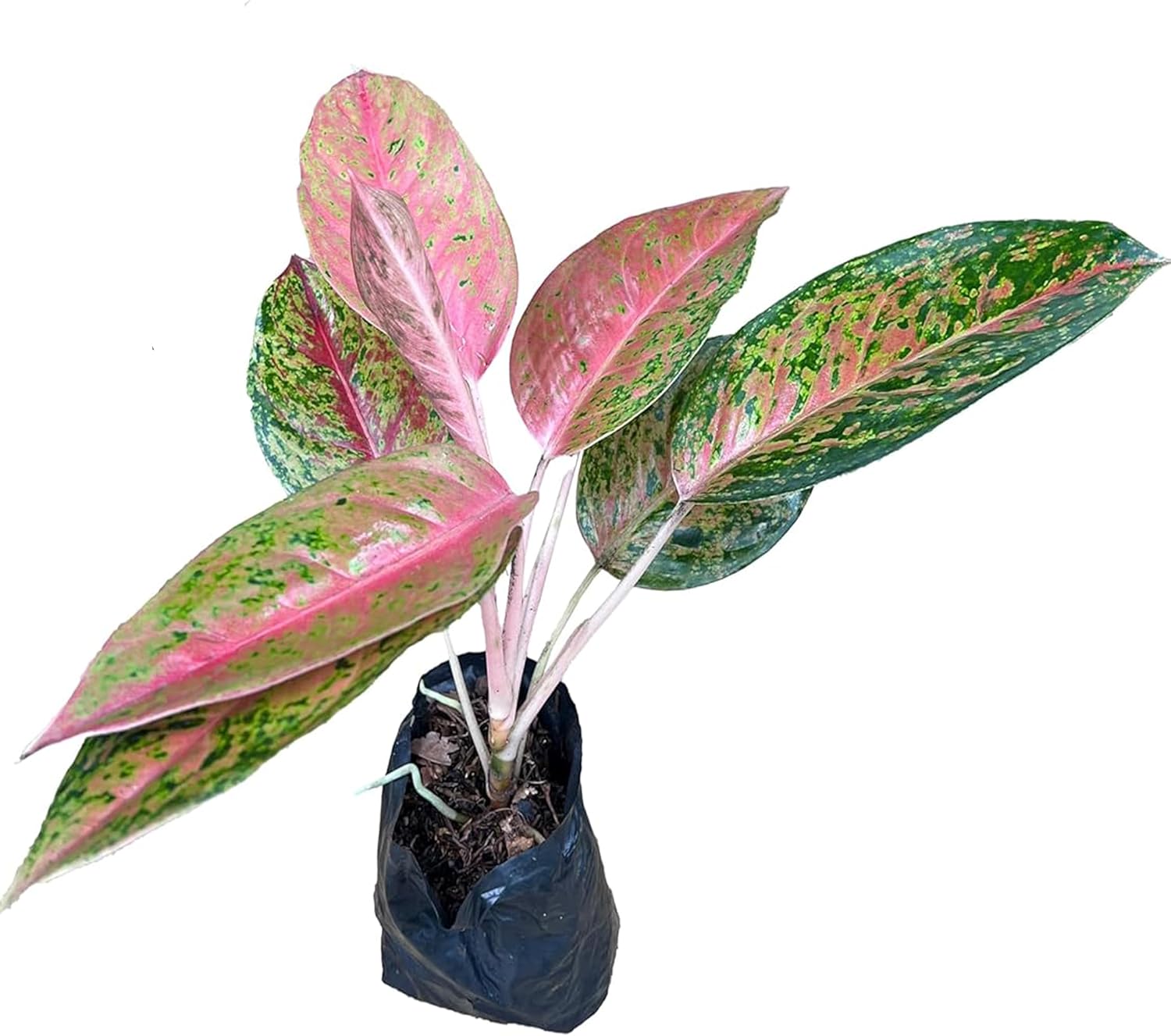 LEAL PLANTS ECUADOR Live Aglaonema Commutatum Pink Plant (Chinese Evergreen) – Vibrant Pink & Green Foliage – Low Light Tolerant Potted Houseplant for Indoor Gardening