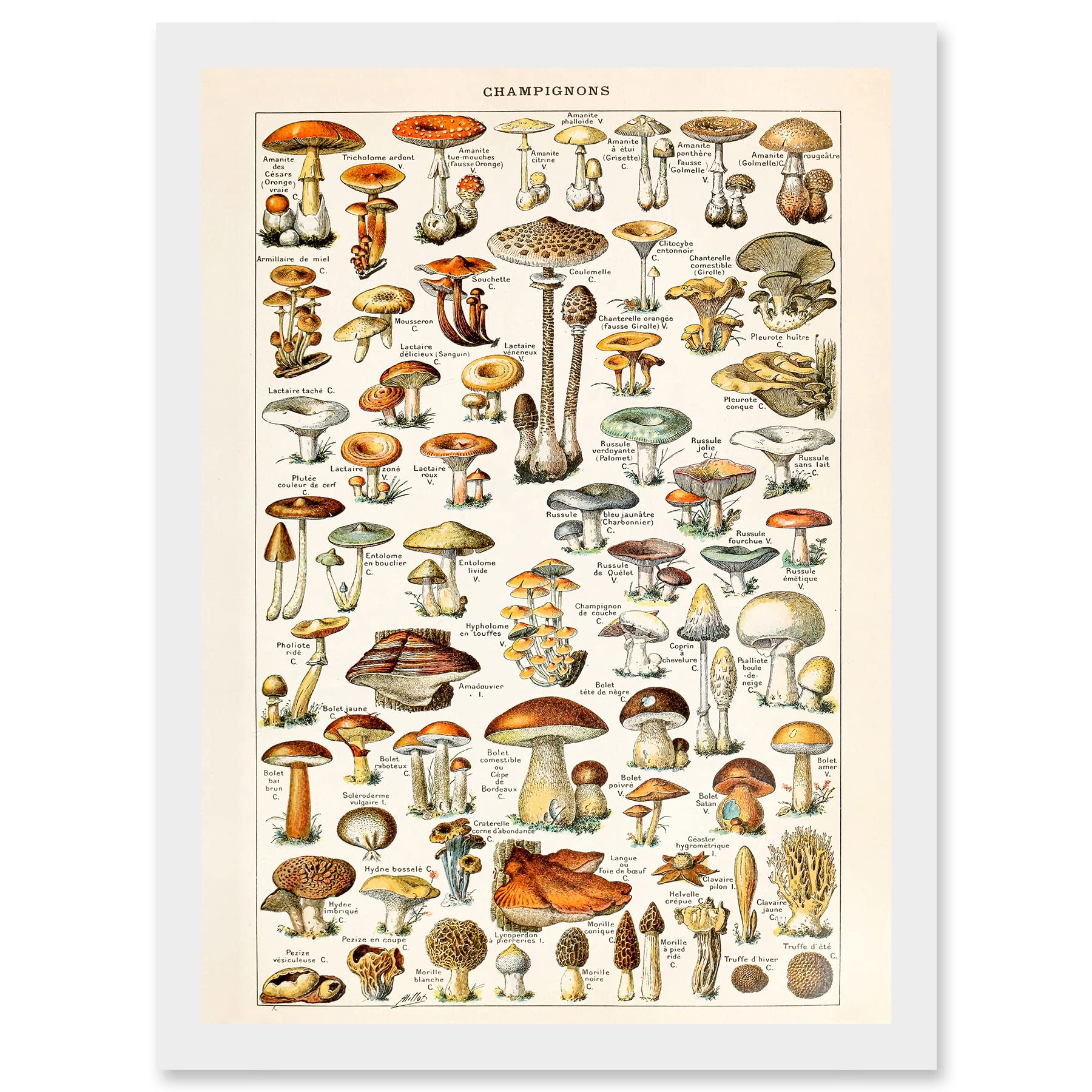 Champignons Mushrooms A4 Framed Wall Art Print - Artery8