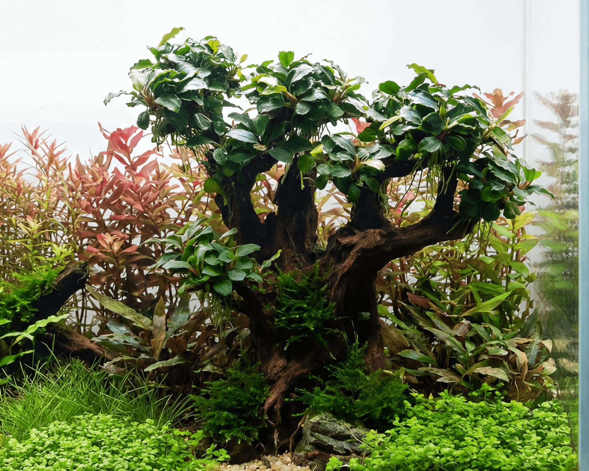 NatureHolic Bucephalandra Bonsai Baum XXL Stone Bonsai Mokuishi Bepflanzt - Aquarium Deko mit Aufsitzerpflanze - Polyresin 100% Inert - Sofort Einsatzbereit - ca. 20 x 22 x 10 cm