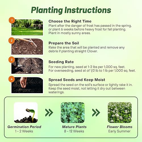 Miniatura 9 de Outsidepride - Semillas de trébol neerlandés blancas revestimiento nitro inoculado Blanco