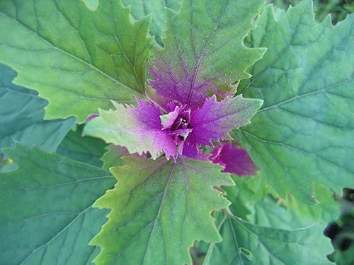 Miniatura 2 de 100 semillas gigantes Chenopodium Giganteum Purple Magenta Spreen Vegetales y Ornamentales