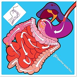 American Educational Vinyl PVC Digestive System Walk-Thru Mat, 70