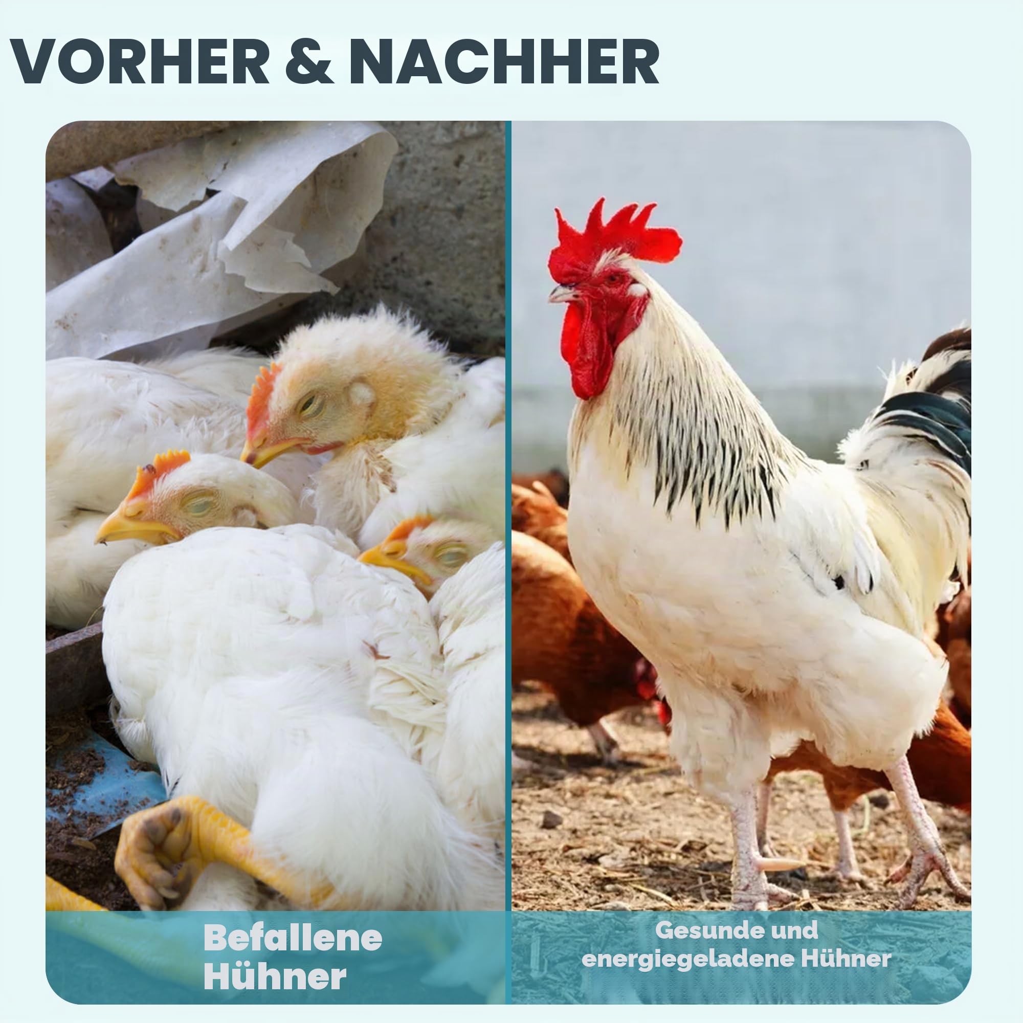 Huhnentwurmer – 120 Tabletten, natürliche Formel, in den USA hergestelltes Hühner-Entwurmer-Zubehör für alle Altersgruppen und Größen, um Würmer bei Legehennen, Küken, Hähnen, Truthähnen und anderem