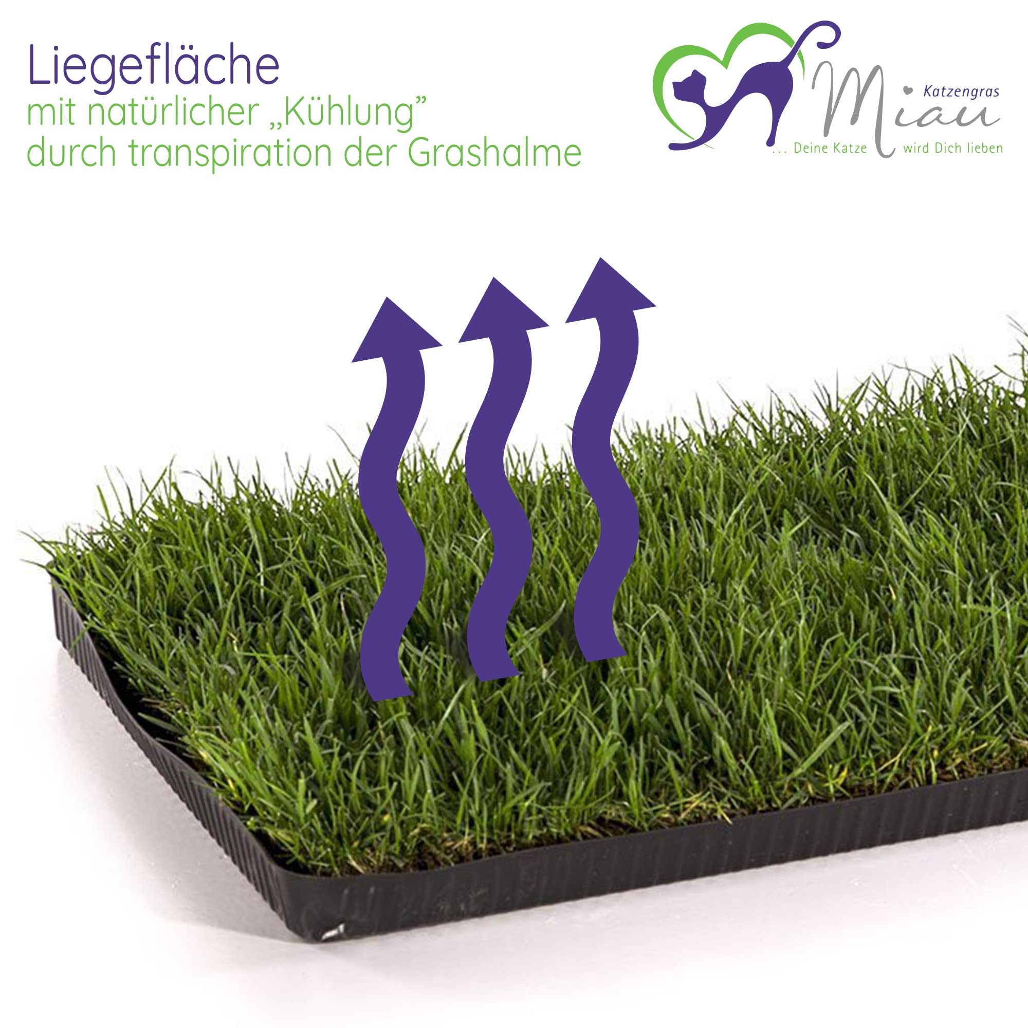 fertig gewachsen 60x40cm - sofort nutzbar, kein aussäen, kein Samen, sondern echtes Gras - weich & echt - Katzen Grass für Katzen - Katzenwiese für Balkon & Innenbereich (1er Pack)